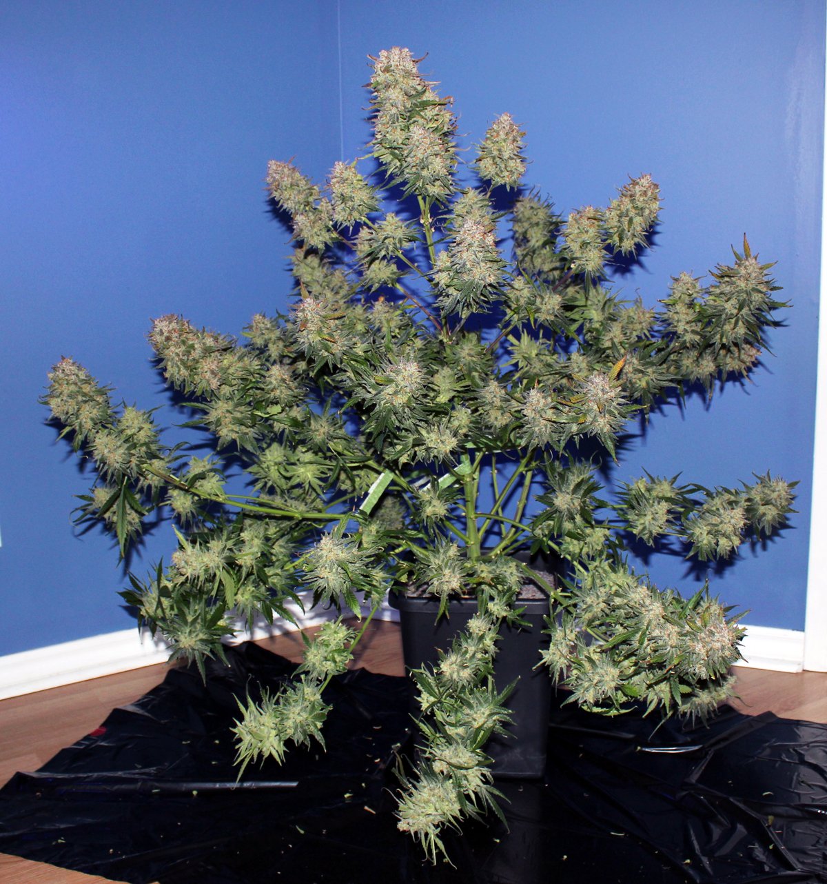 Fast Buds Girl Scout Cookies Auto Feminisiert Autoflower