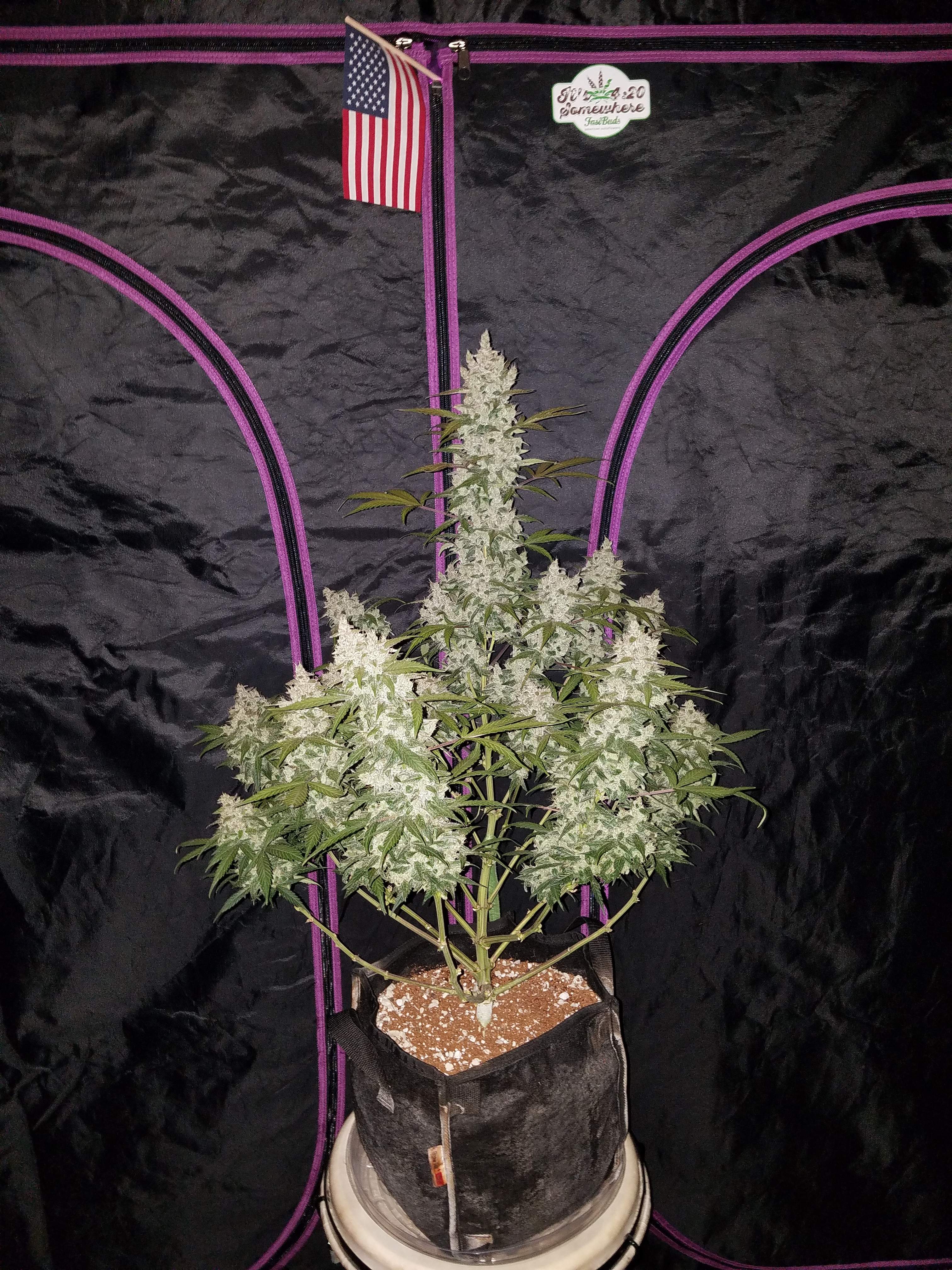 Fast Buds Girl Scout Cookies Auto Feminisiert Autoflower