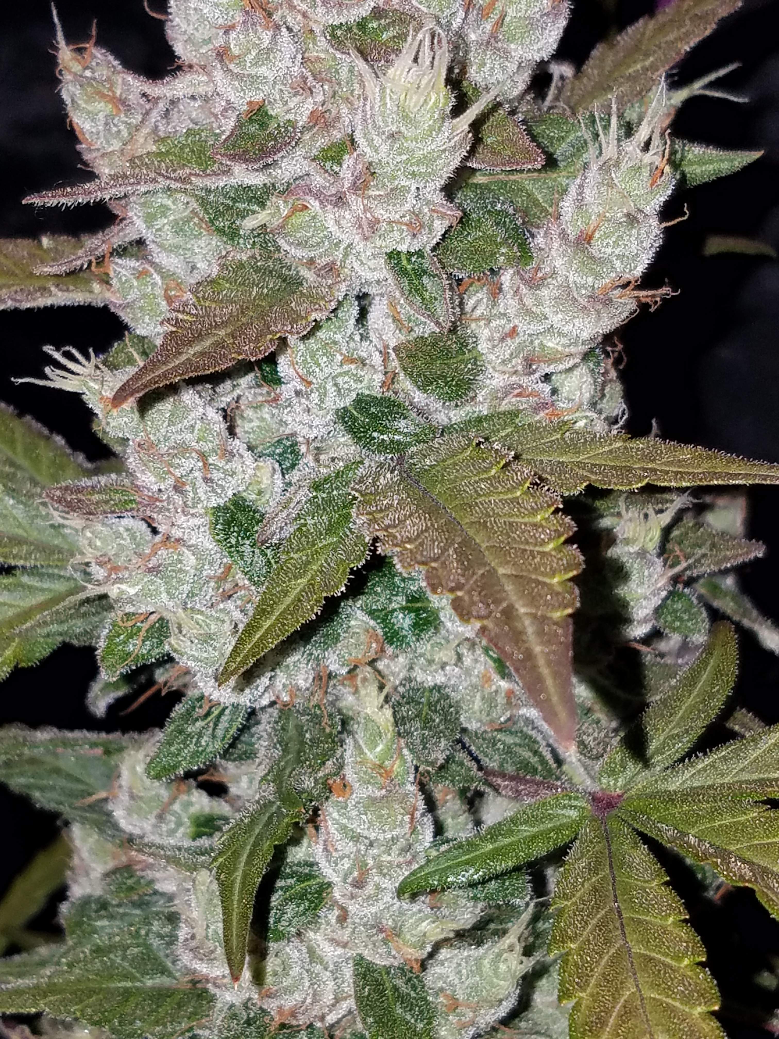 Fast Buds Girl Scout Cookies Auto Feminisiert Autoflower