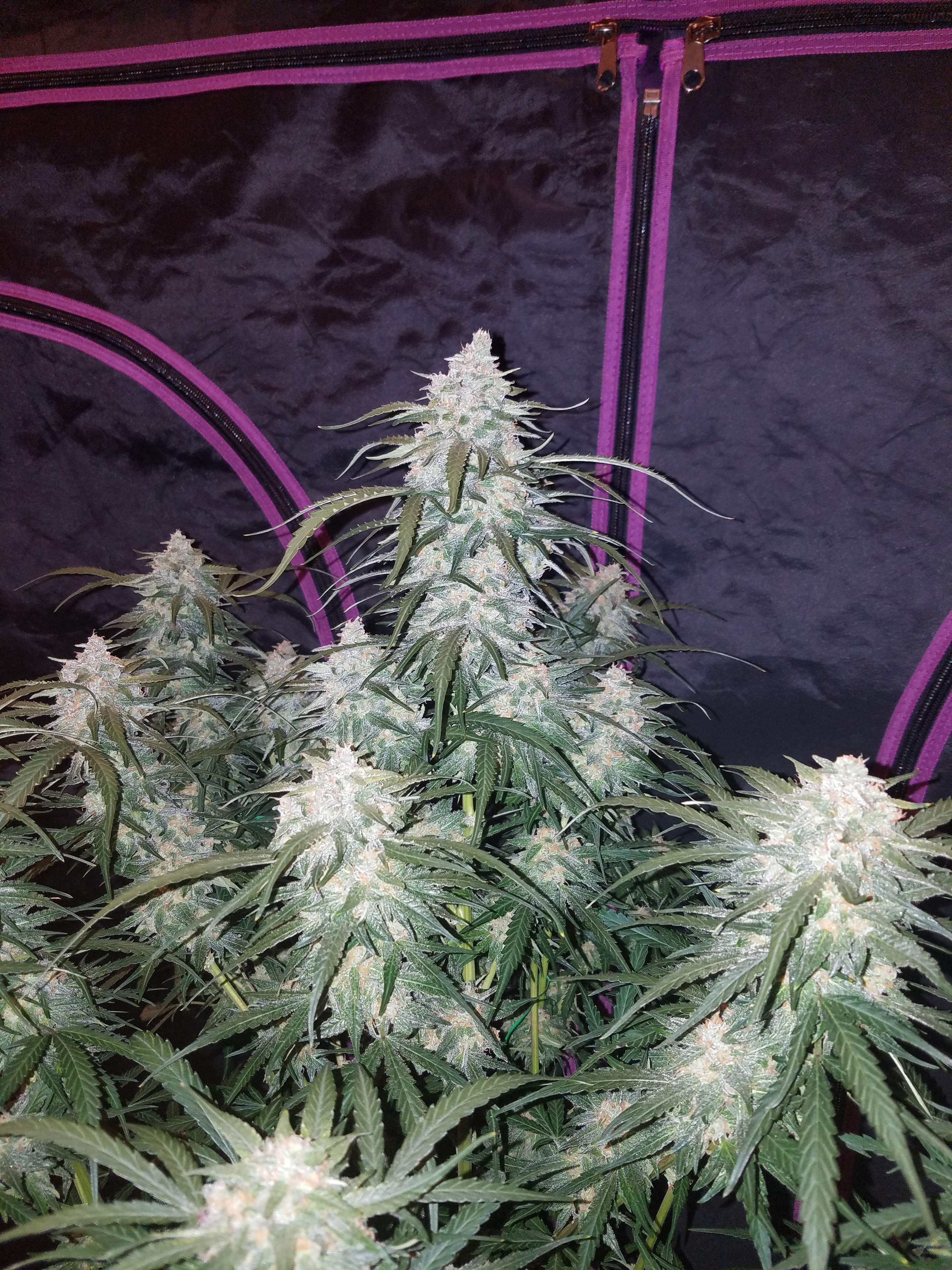 Fast Buds Pineapple Express Auto Feminisiert Autoflower