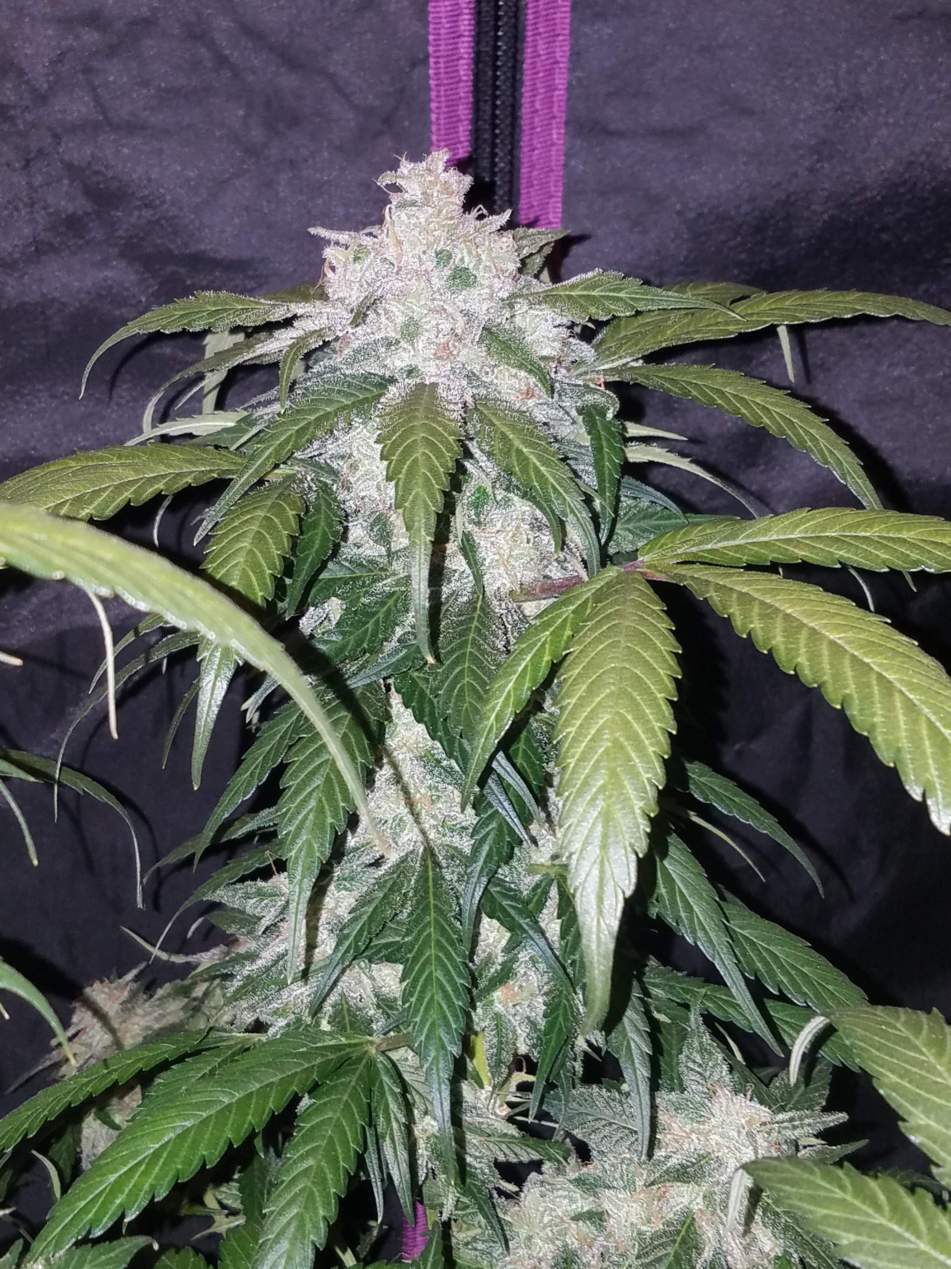 Fast Buds Pineapple Express Auto Feminisiert Autoflower