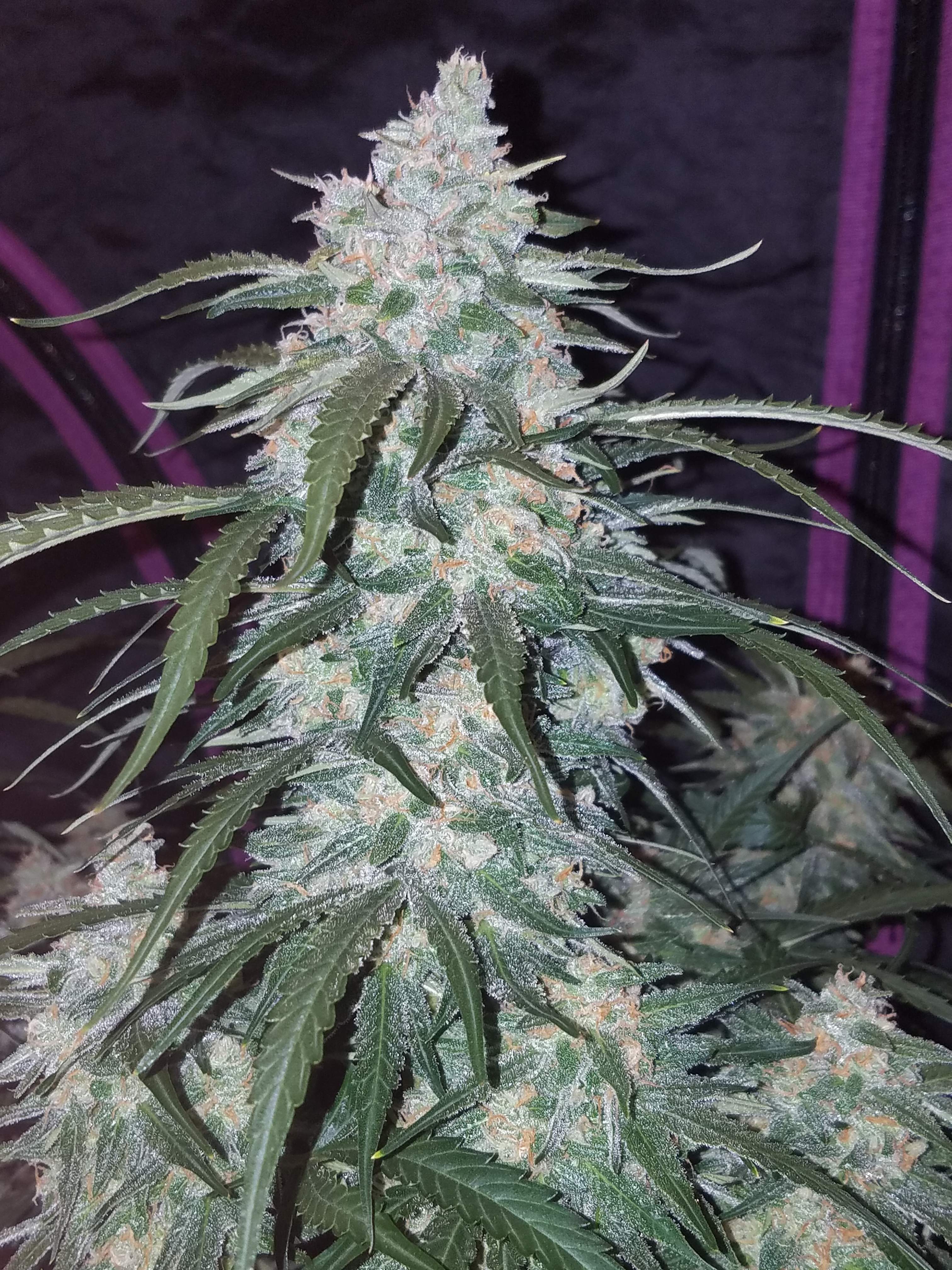 Fast Buds Pineapple Express Auto Feminisiert Autoflower