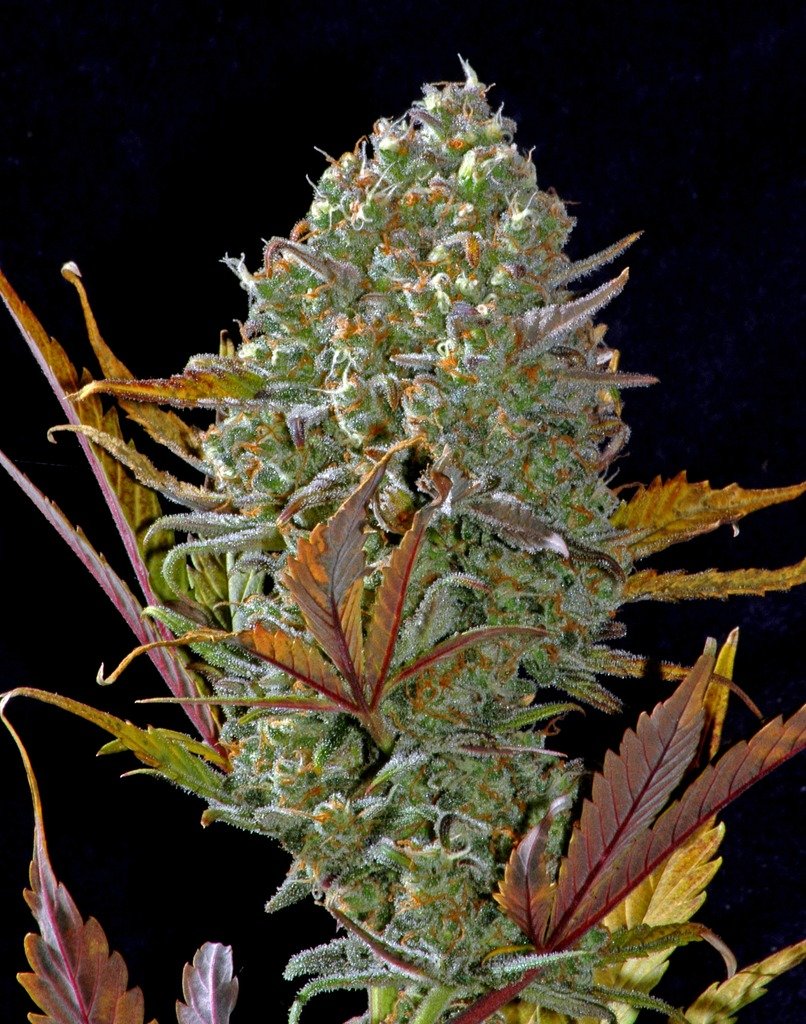 Fast Buds Pineapple Express Auto Feminisiert Autoflower