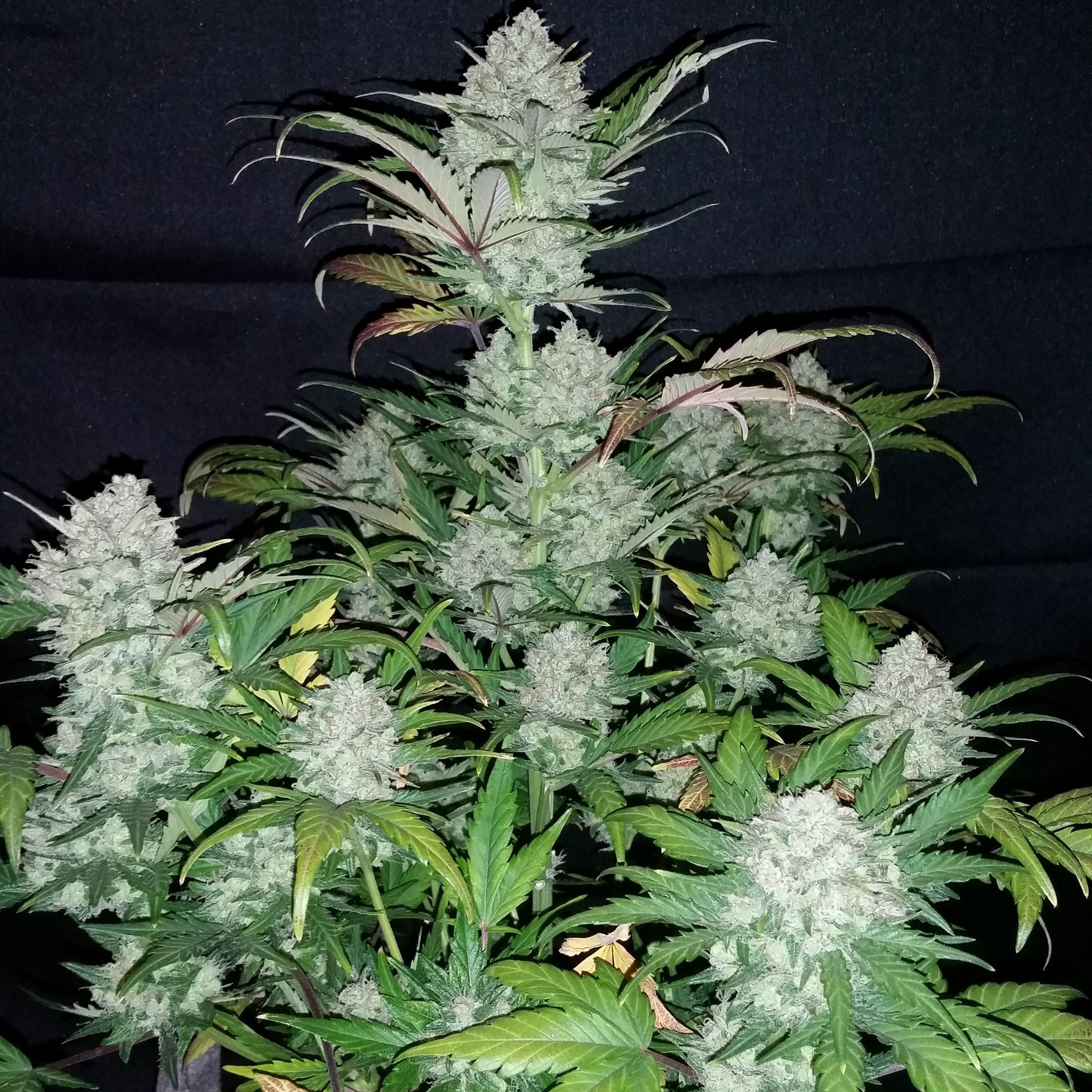 Fast Buds Pineapple Express Auto Feminisiert Autoflower