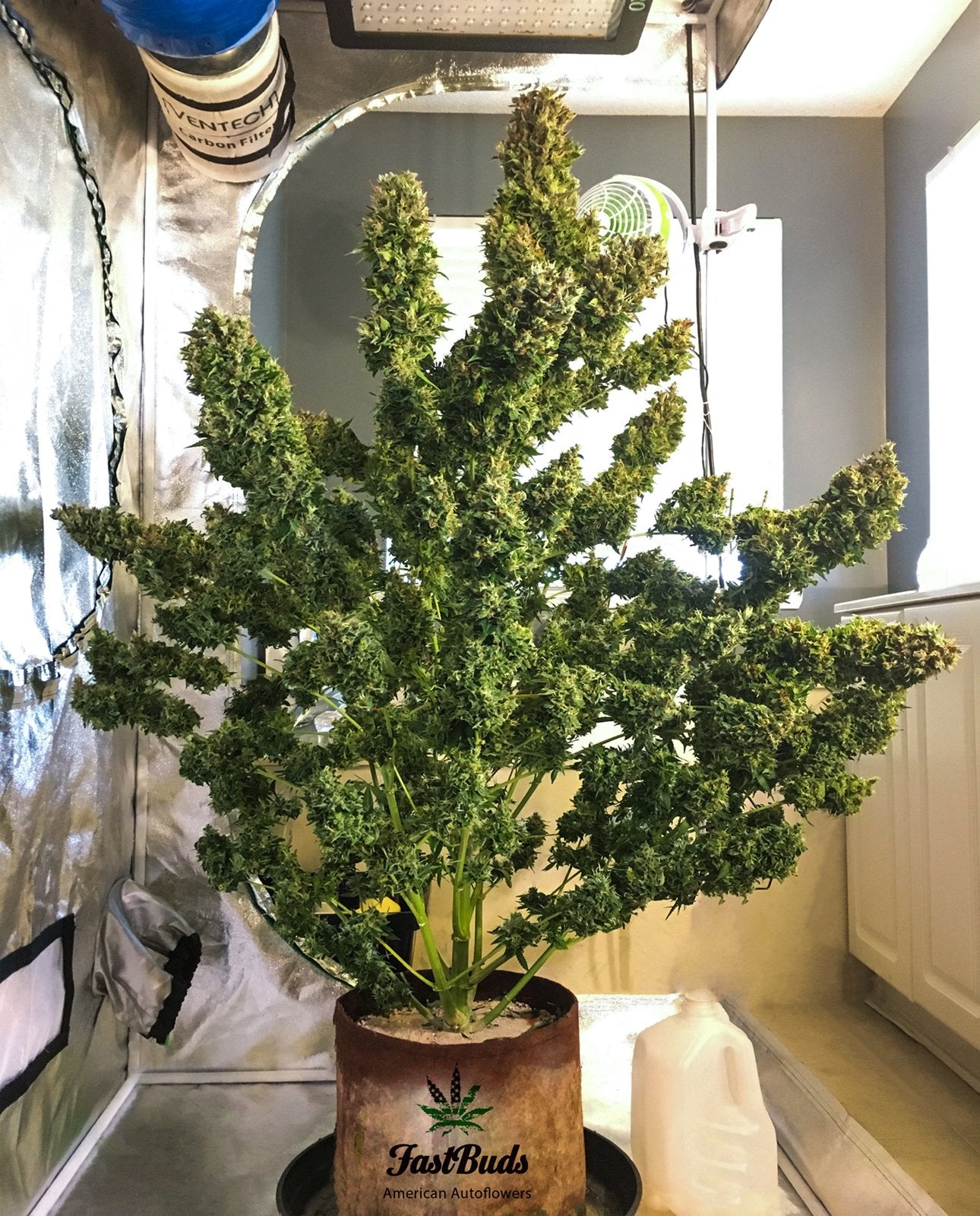 Fast Buds Pineapple Express Auto Feminisiert Autoflower