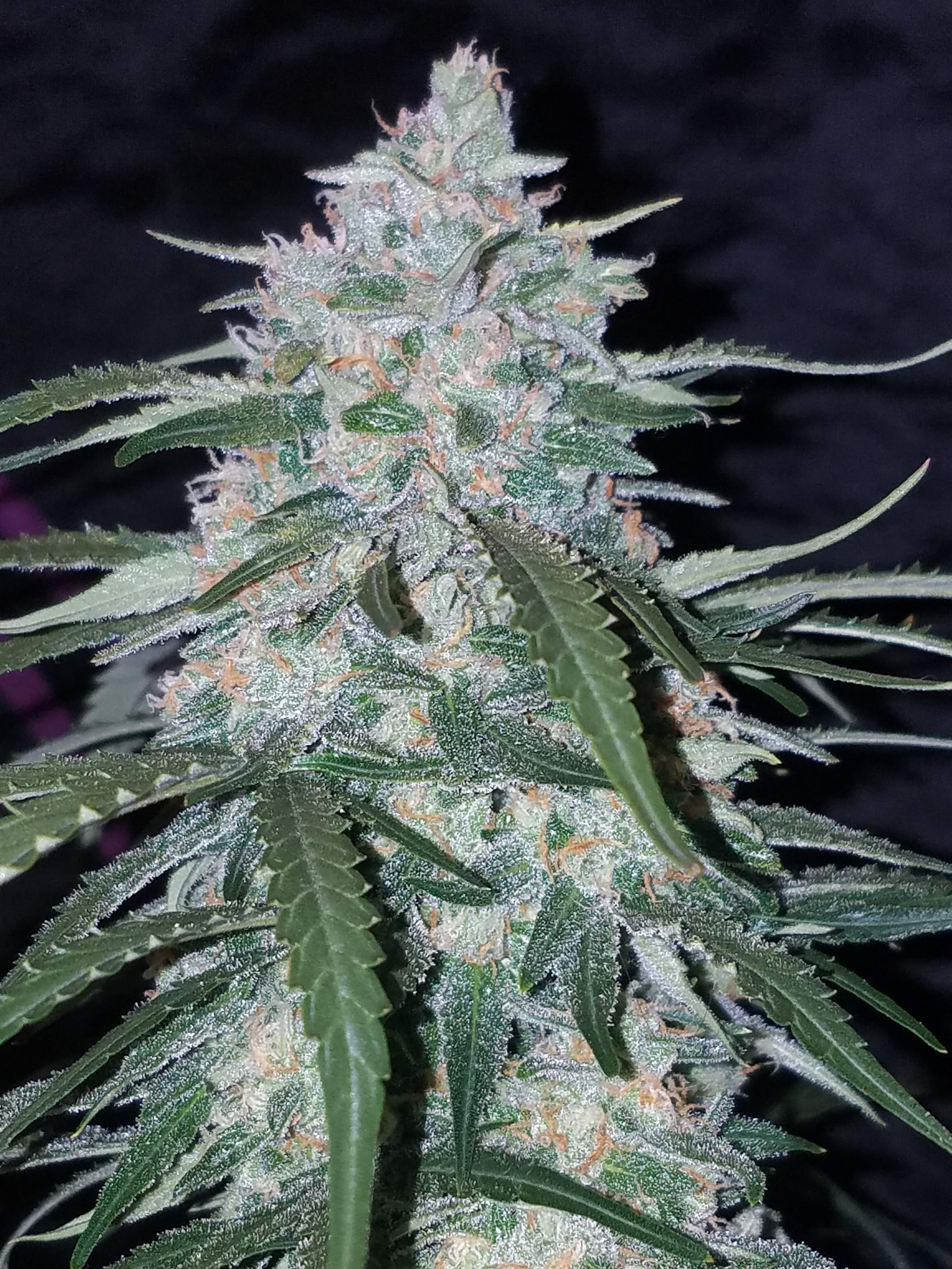 Fast Buds Pineapple Express Auto Feminisiert Autoflower