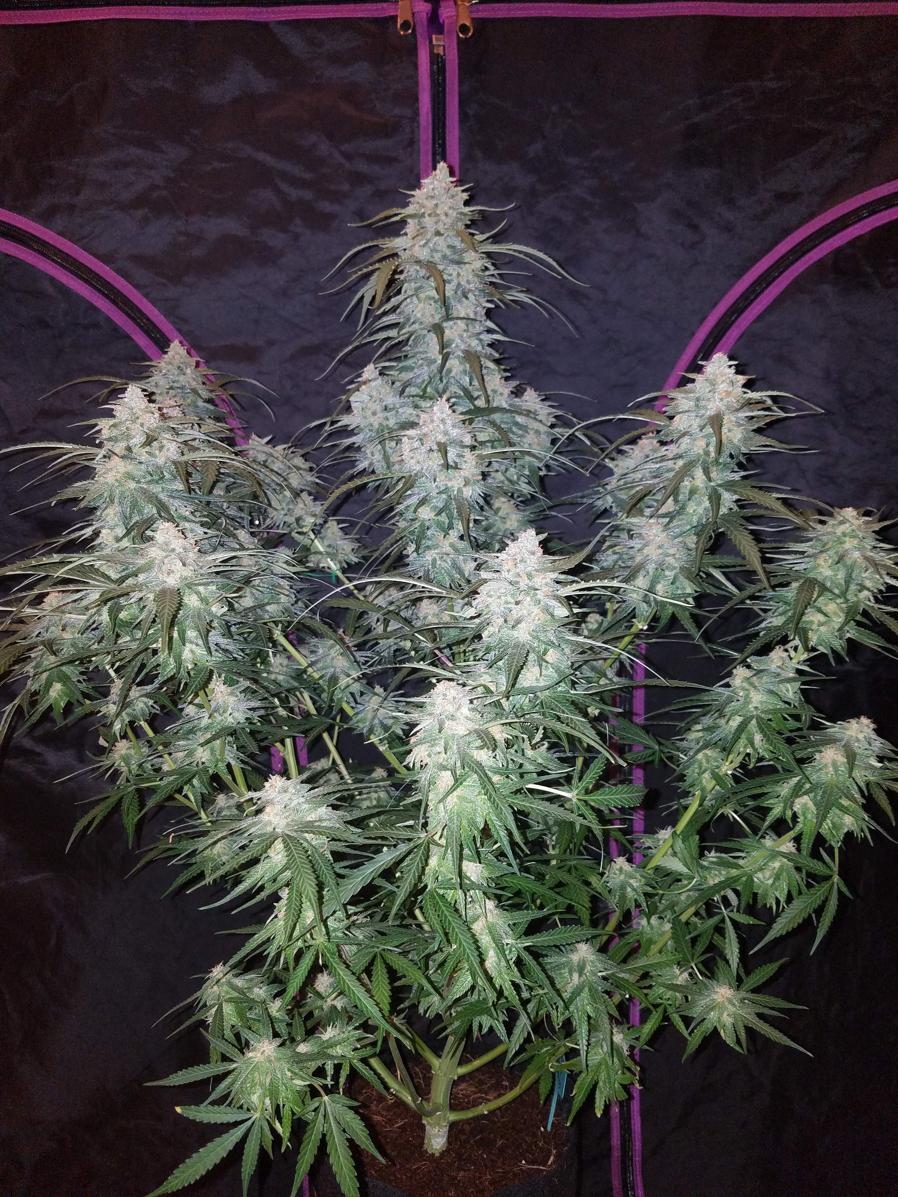Fast Buds Pineapple Express Auto Feminisiert Autoflower