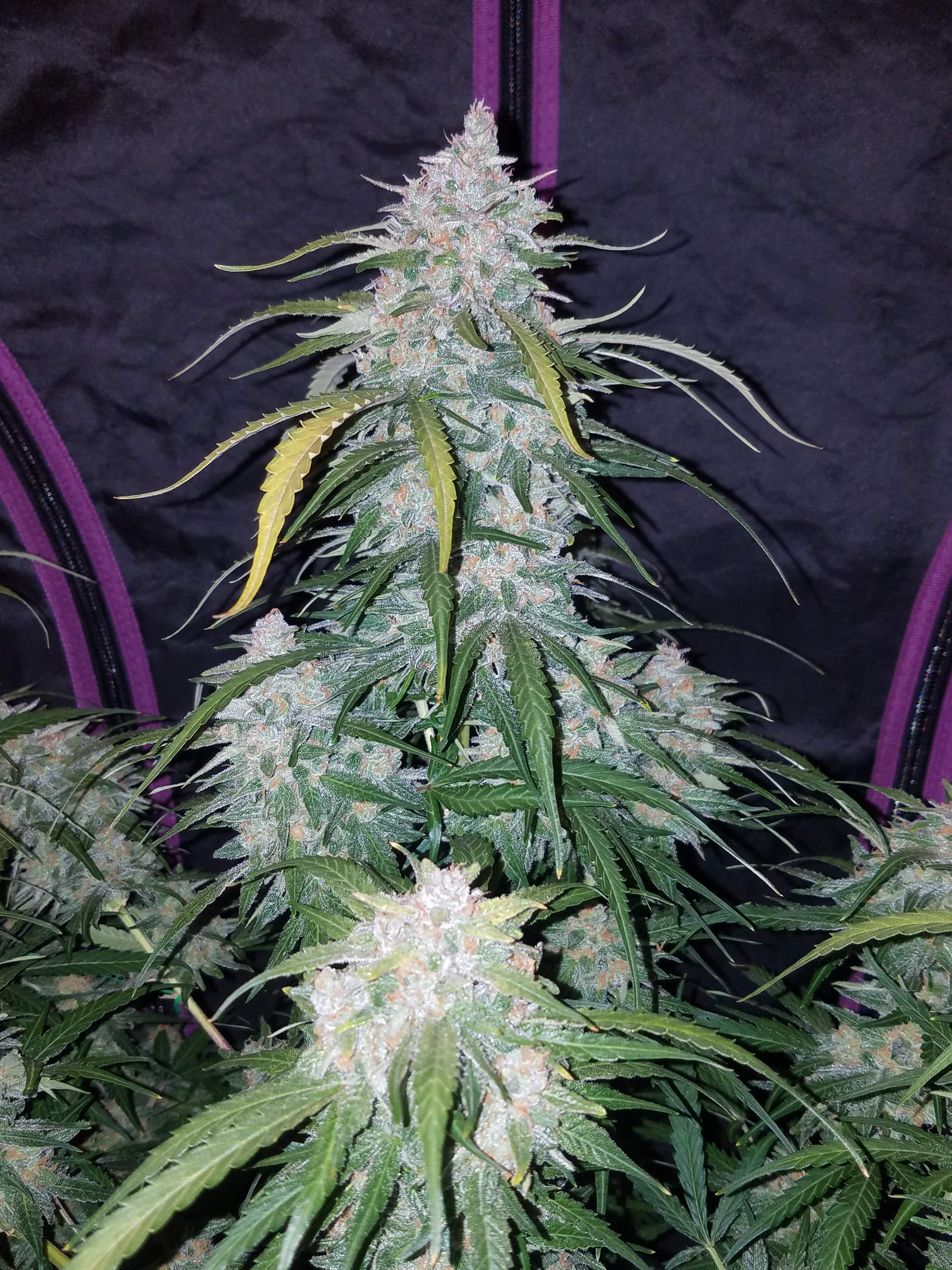 Fast Buds Pineapple Express Auto Feminisiert Autoflower
