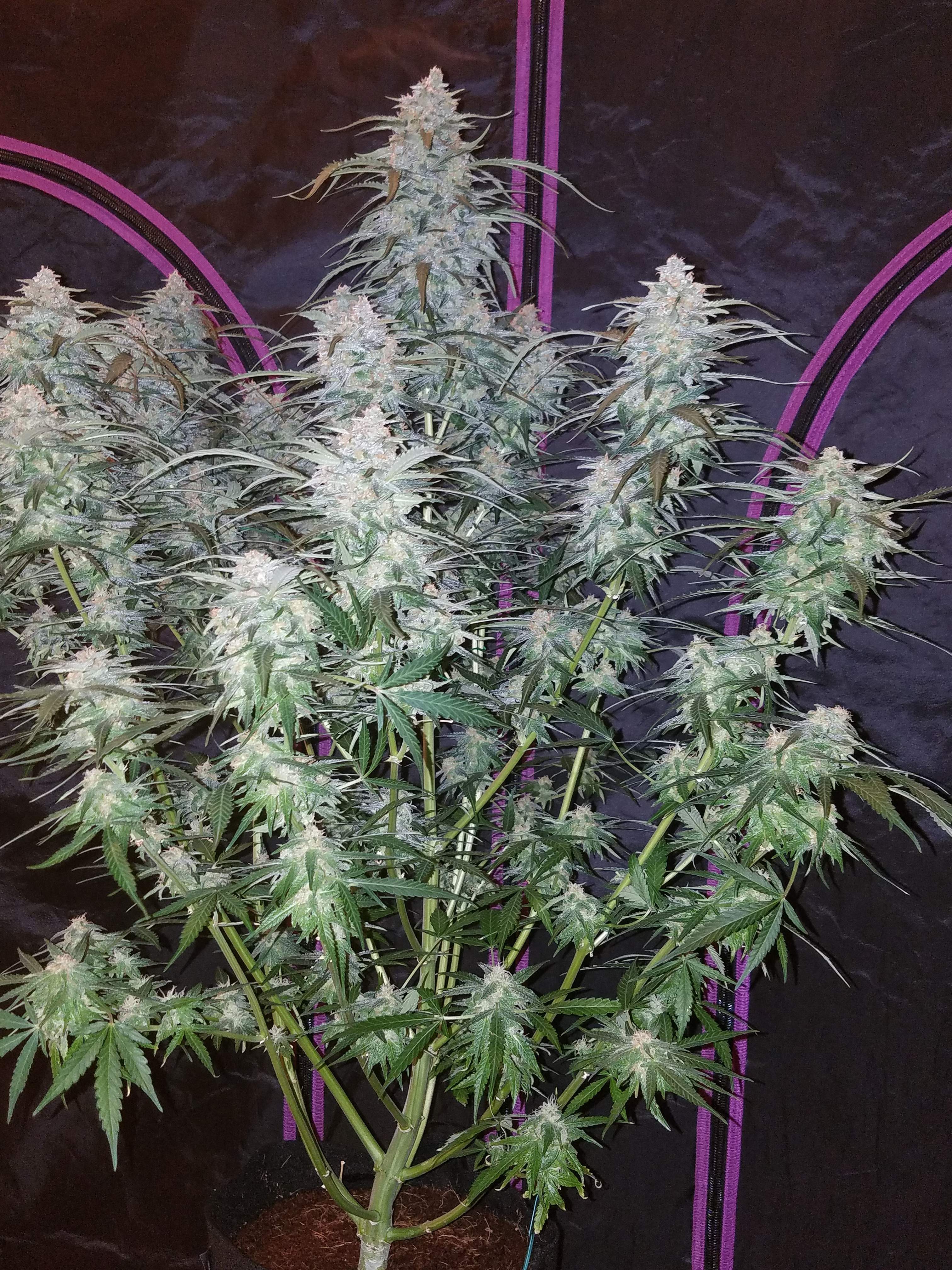 Fast Buds Pineapple Express Auto Feminisiert Autoflower