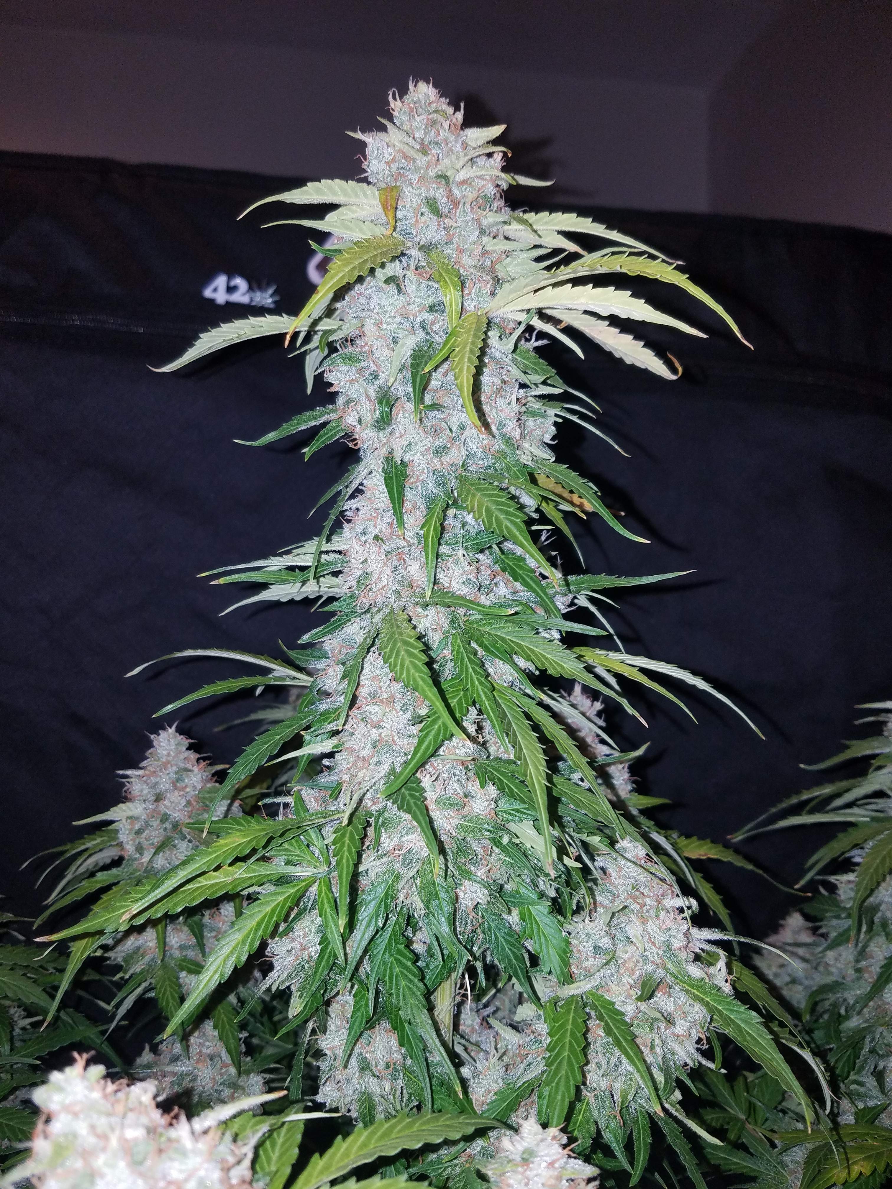 Fast Buds Six Shooter Auto Feminisierte Autoflower