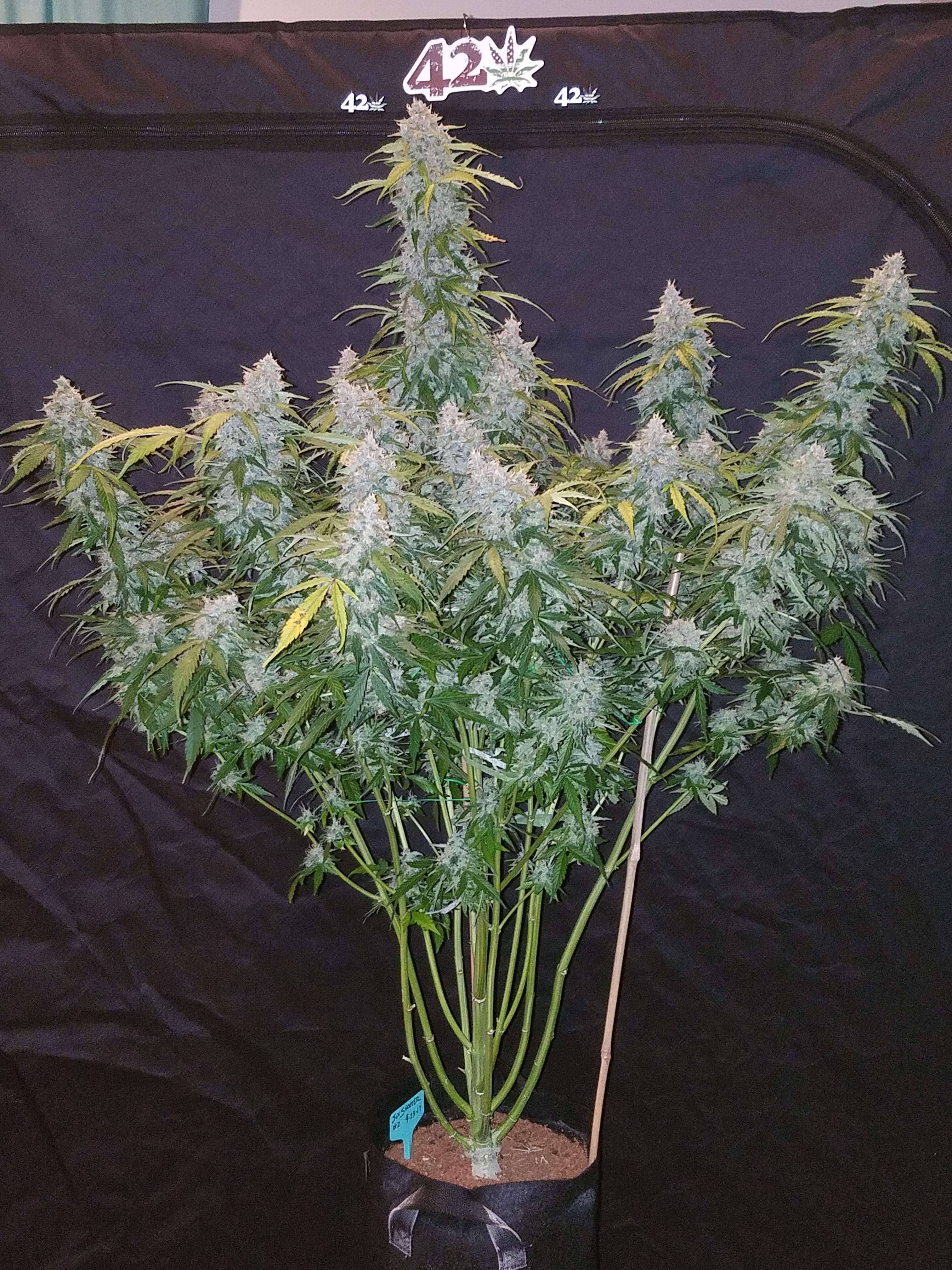 Fast Buds Six Shooter Auto Feminisierte Autoflower