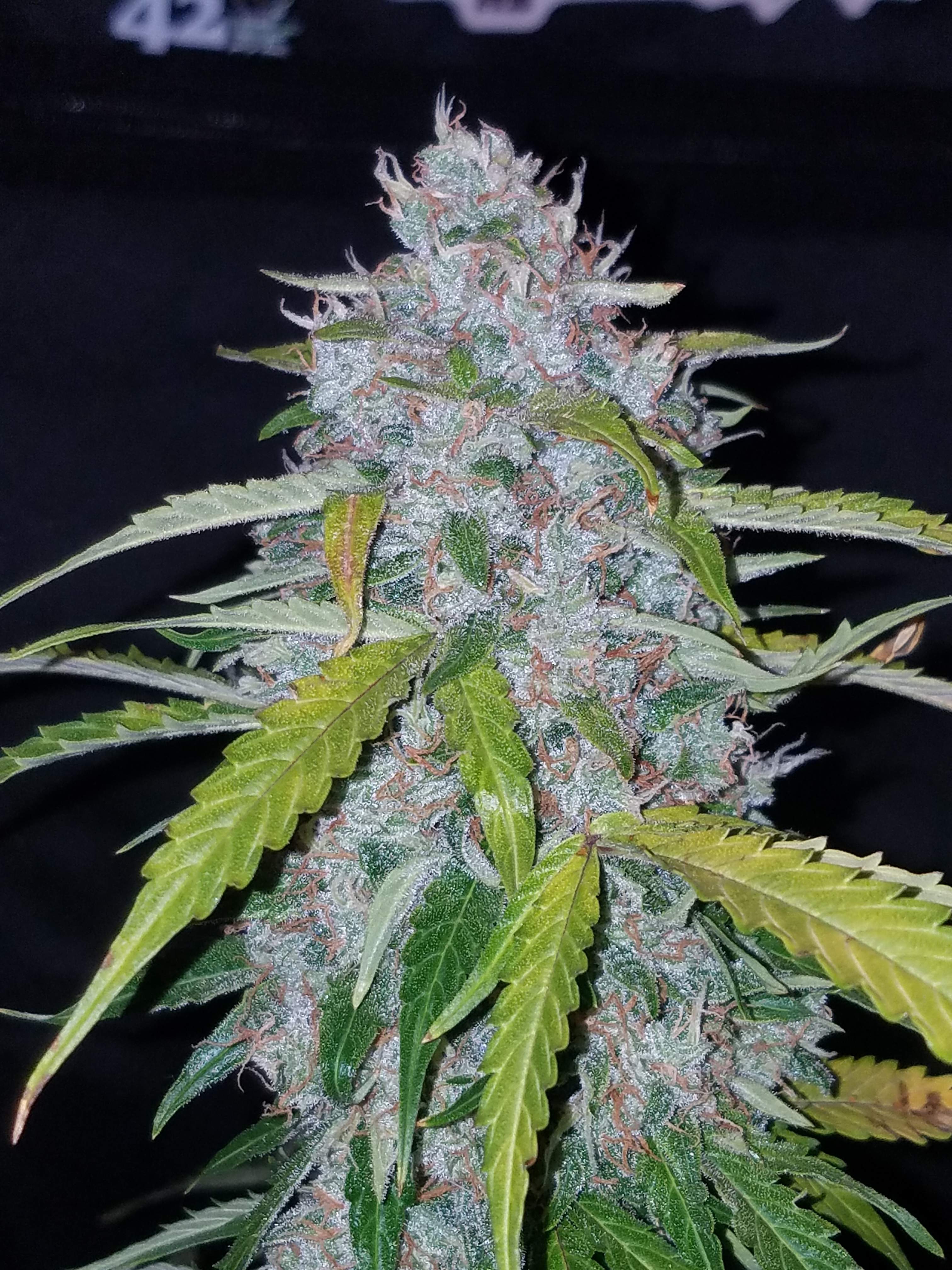 Fast Buds Six Shooter Auto Feminisierte Autoflower