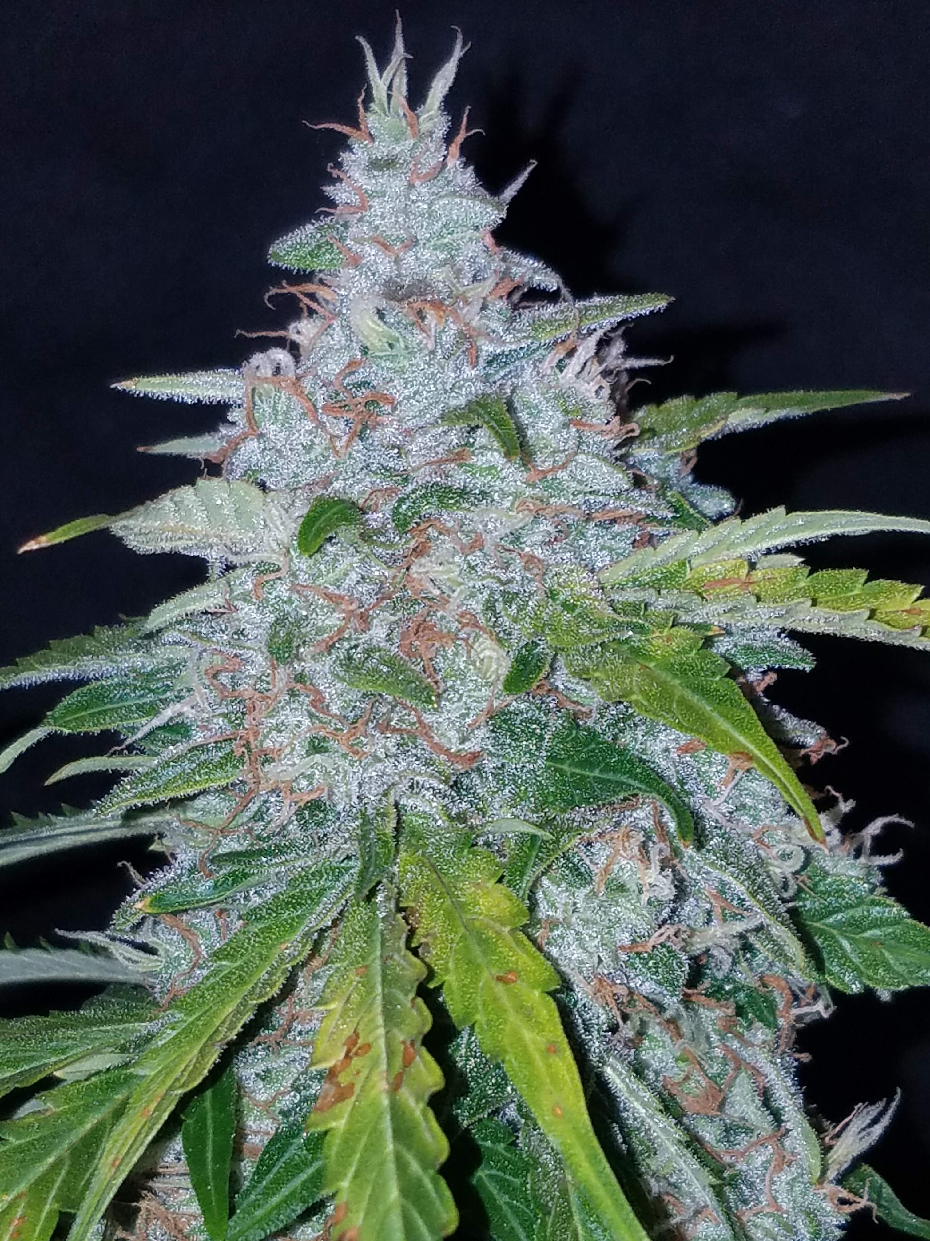 Fast Buds Six Shooter Auto Feminisierte Autoflower