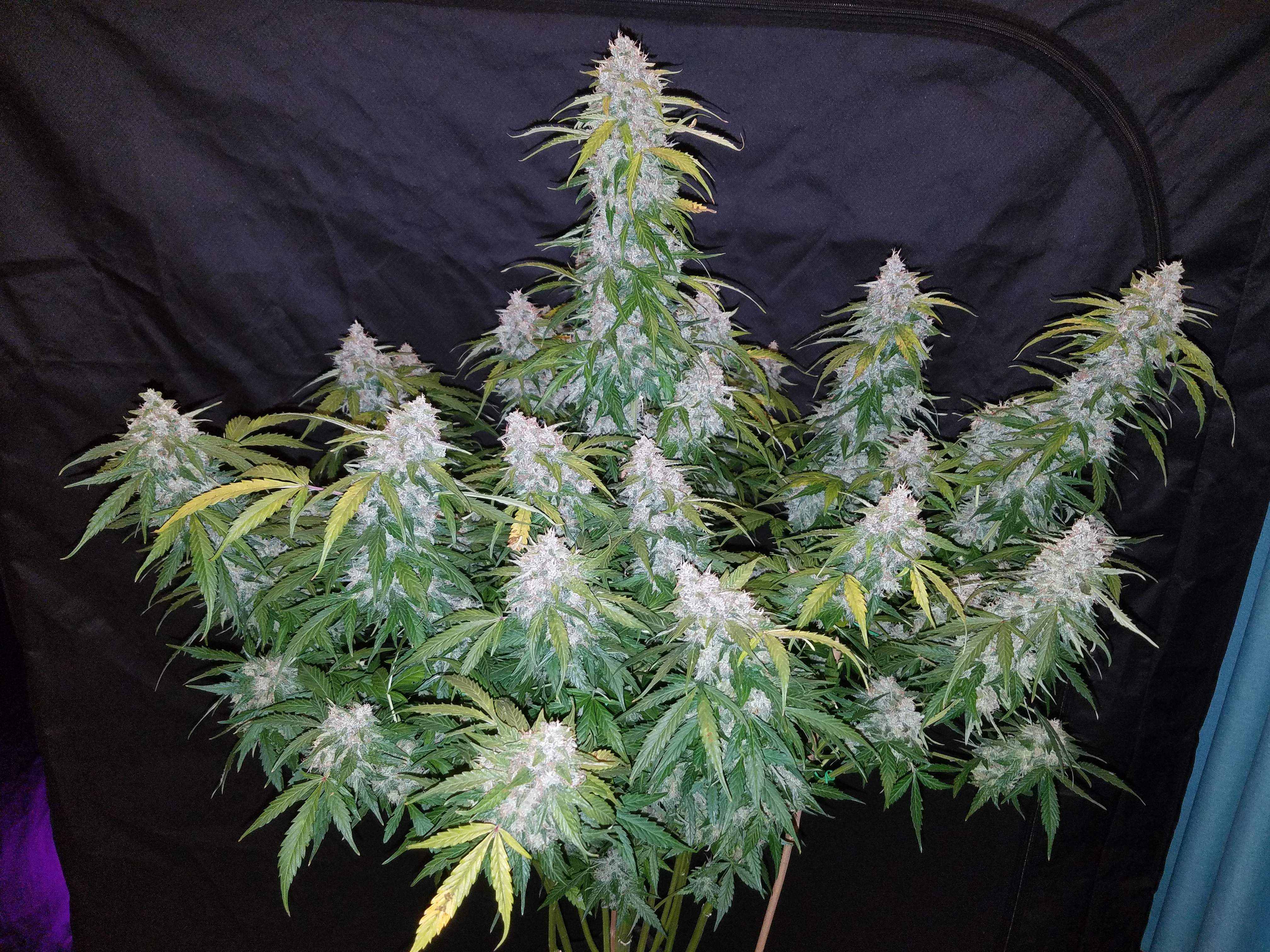 Fast Buds Six Shooter Auto Feminisierte Autoflower