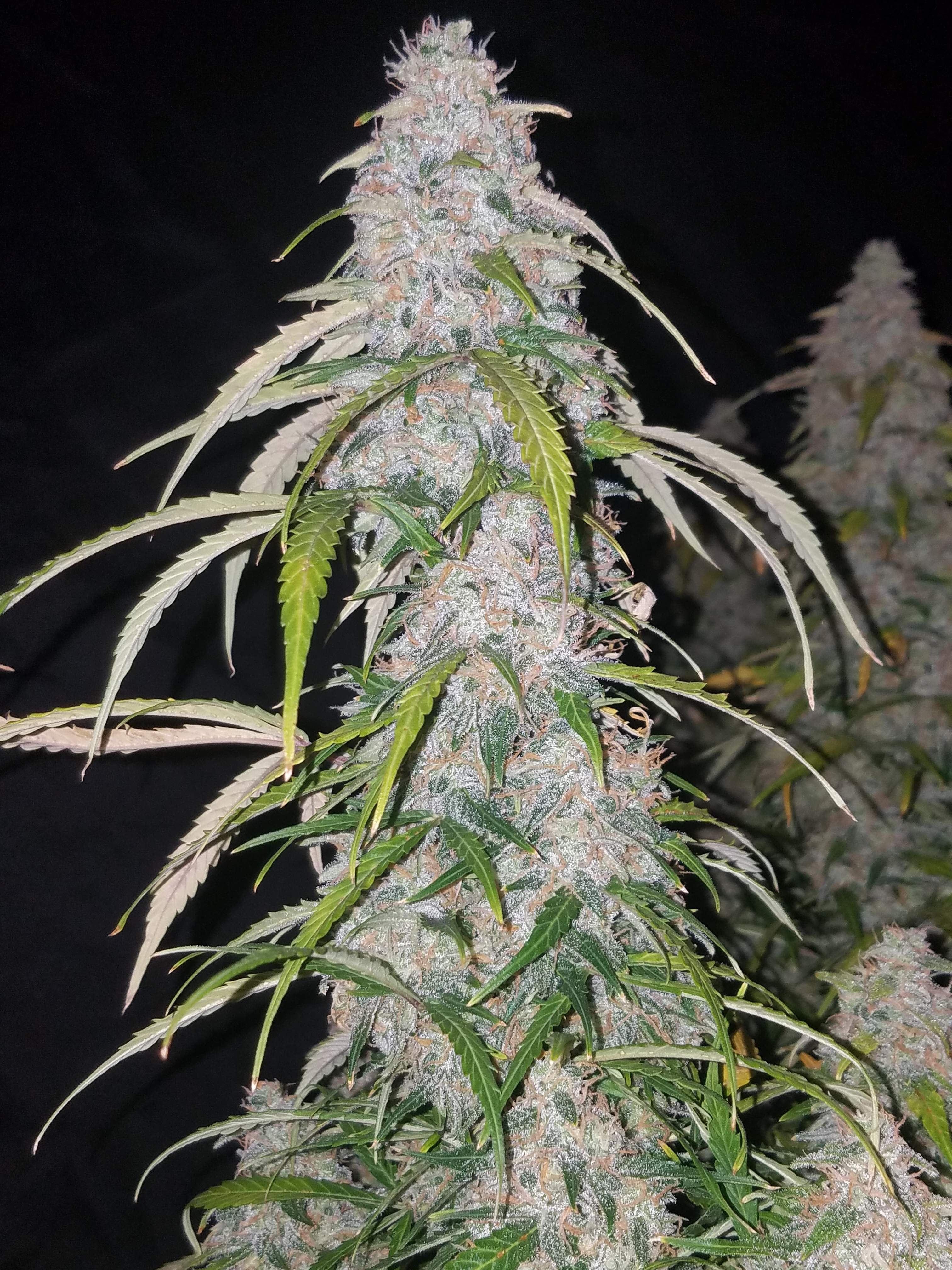 Fast Buds Six Shooter Auto Feminisierte Autoflower