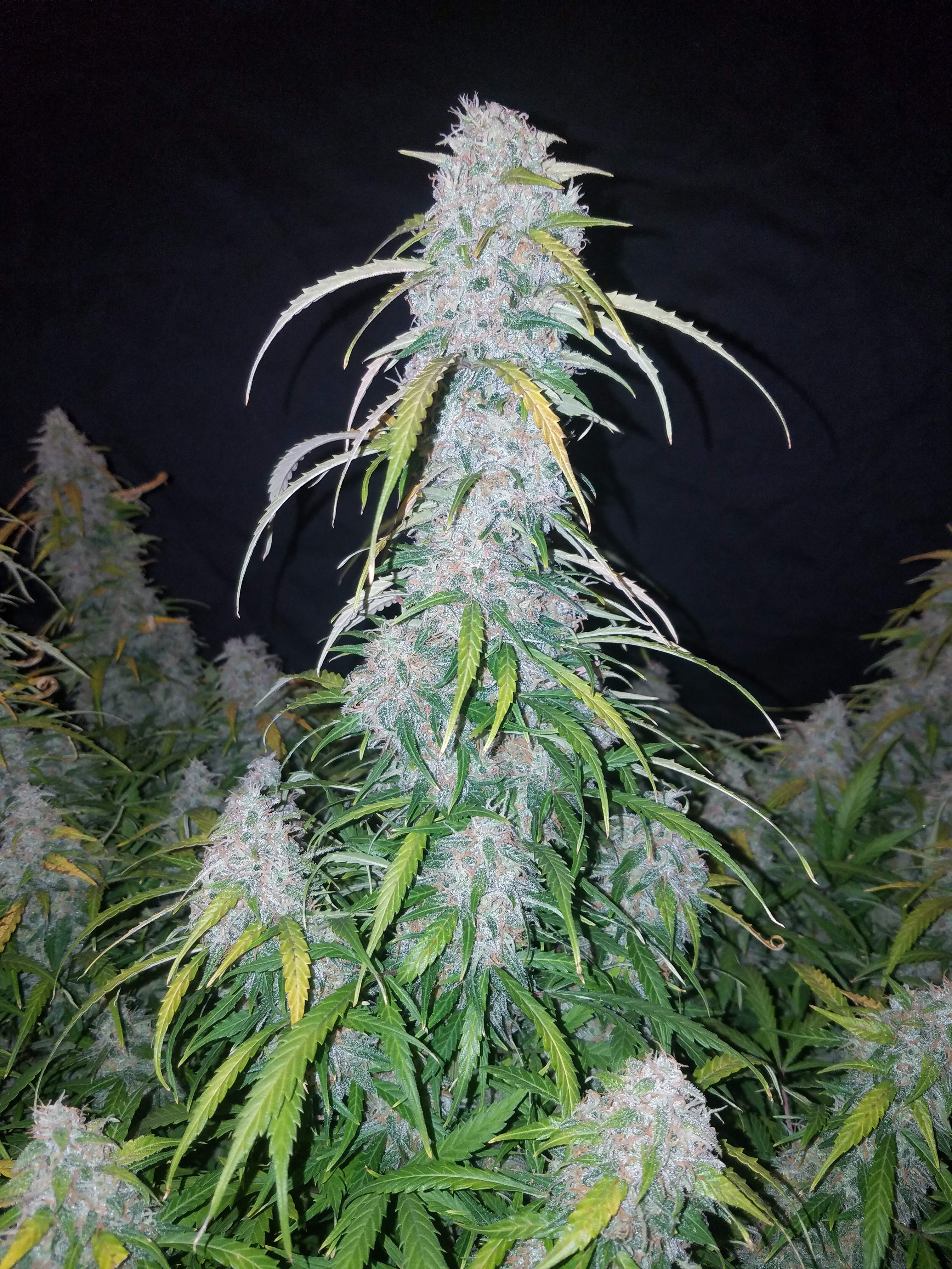 Fast Buds Six Shooter Auto Feminisierte Autoflower