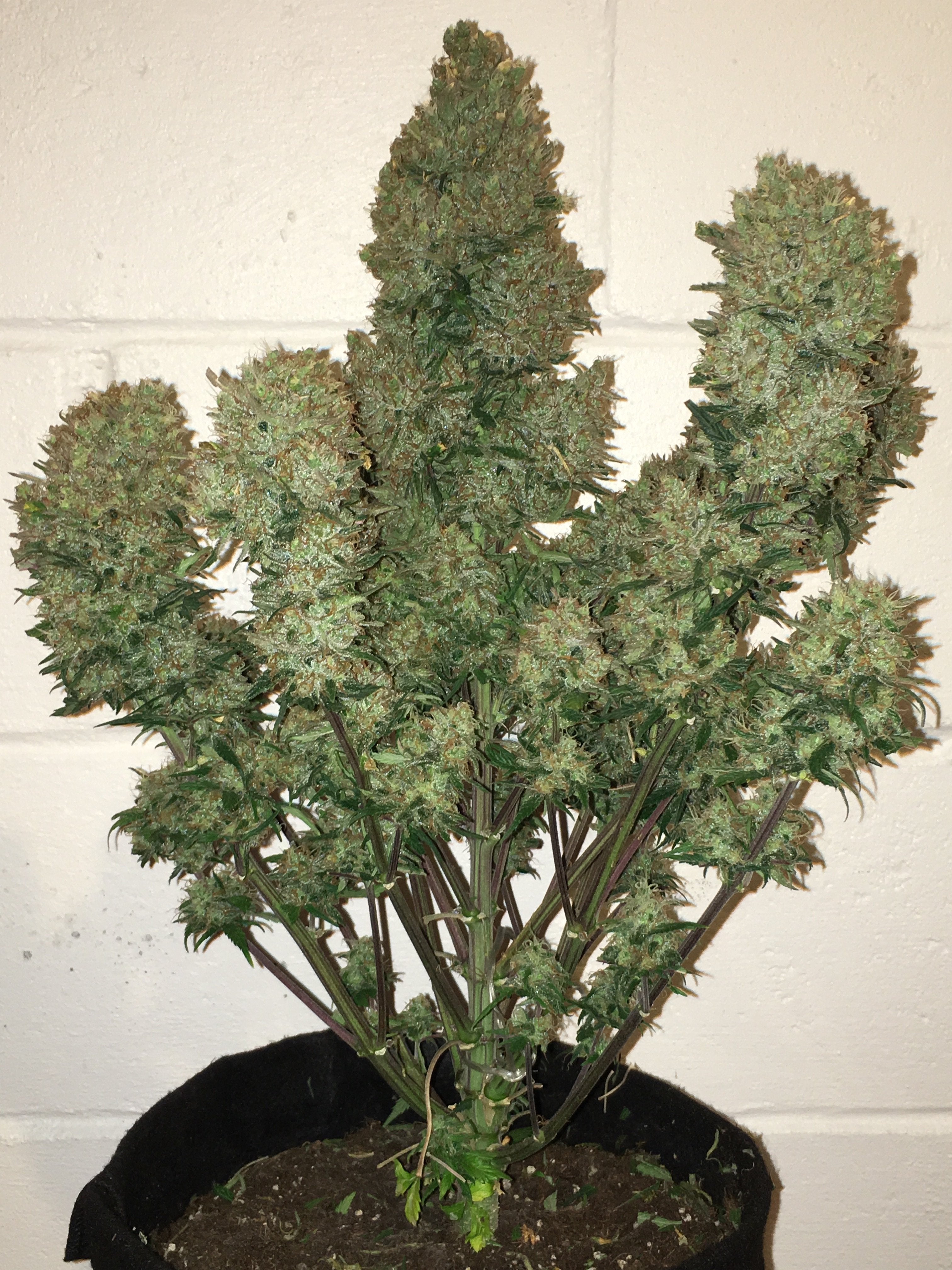 Fast Buds West Coast OG Auto Feminisierte Autoflower