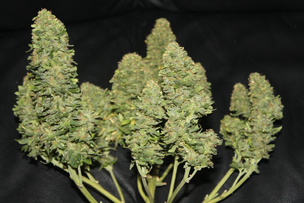 Fast Buds West Coast OG Auto Feminisierte Autoflower