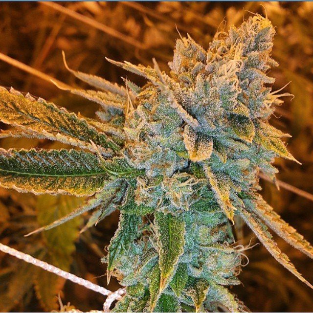 Fast Buds West Coast OG Auto Feminisierte Autoflower