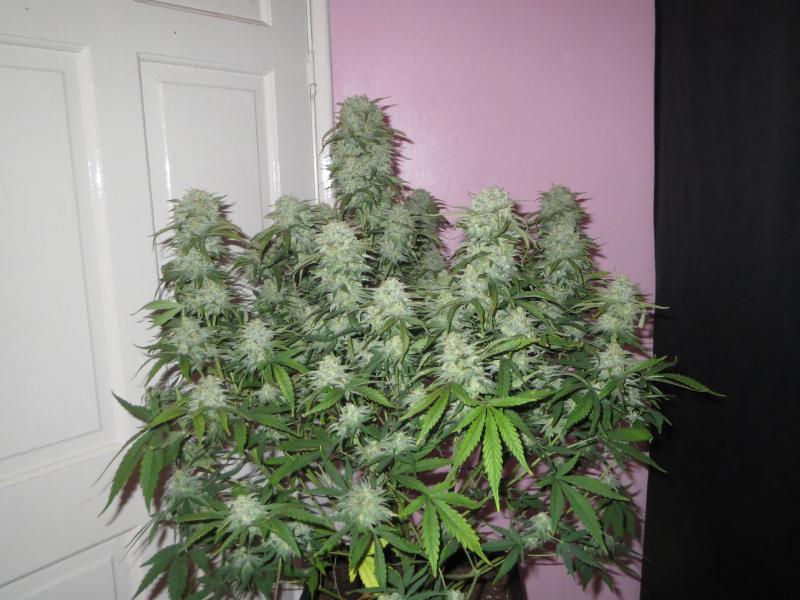 Fast Buds West Coast OG Auto Feminisierte Autoflower