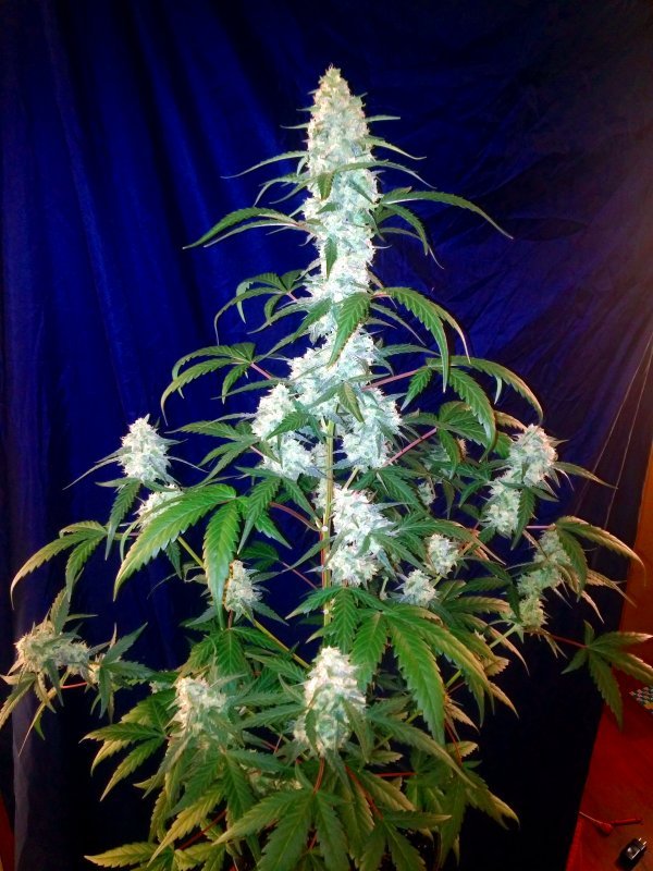 Fast Buds West Coast OG Auto Feminisierte Autoflower