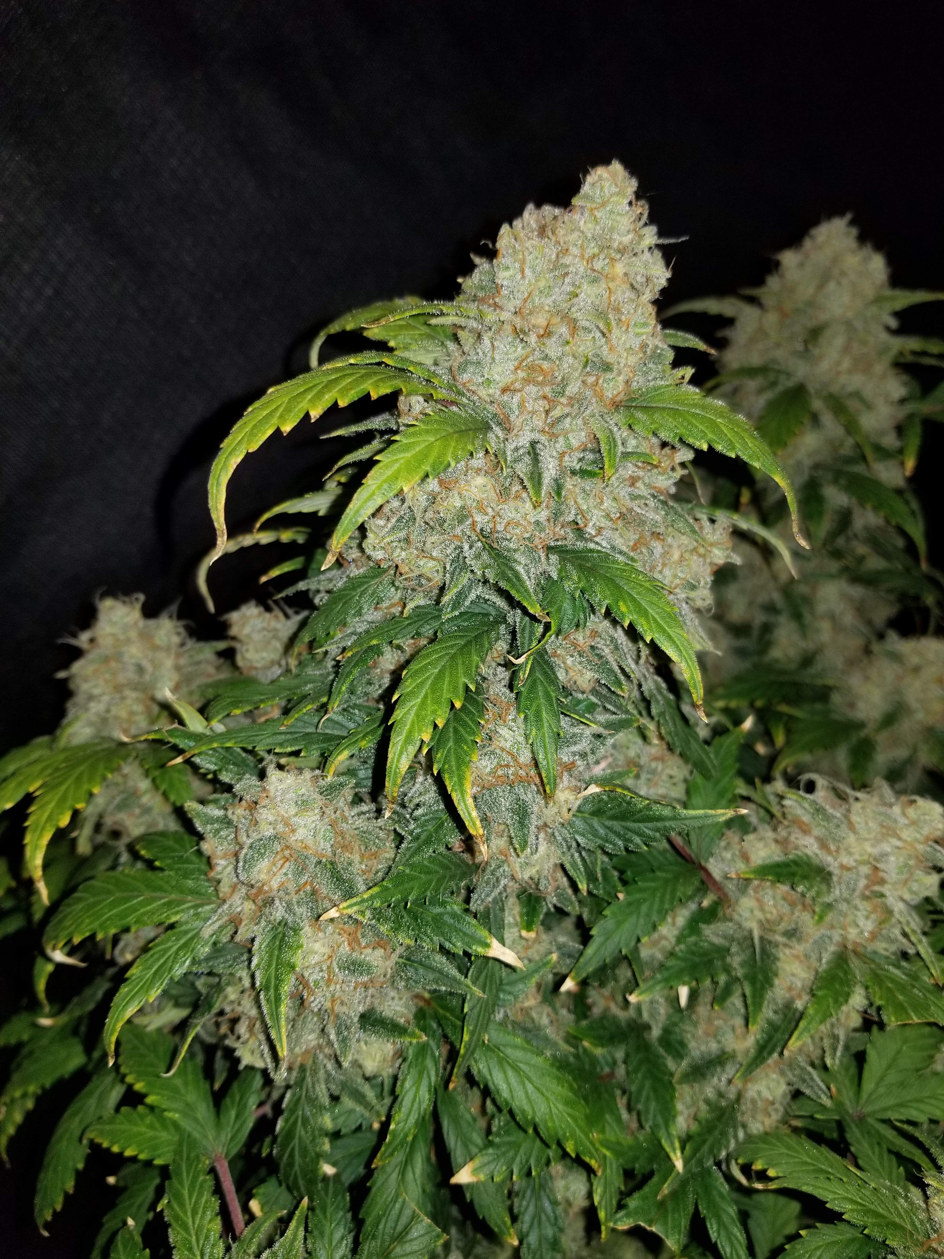 Fast Buds Zkittlez Auto Feminisiert Autoflower