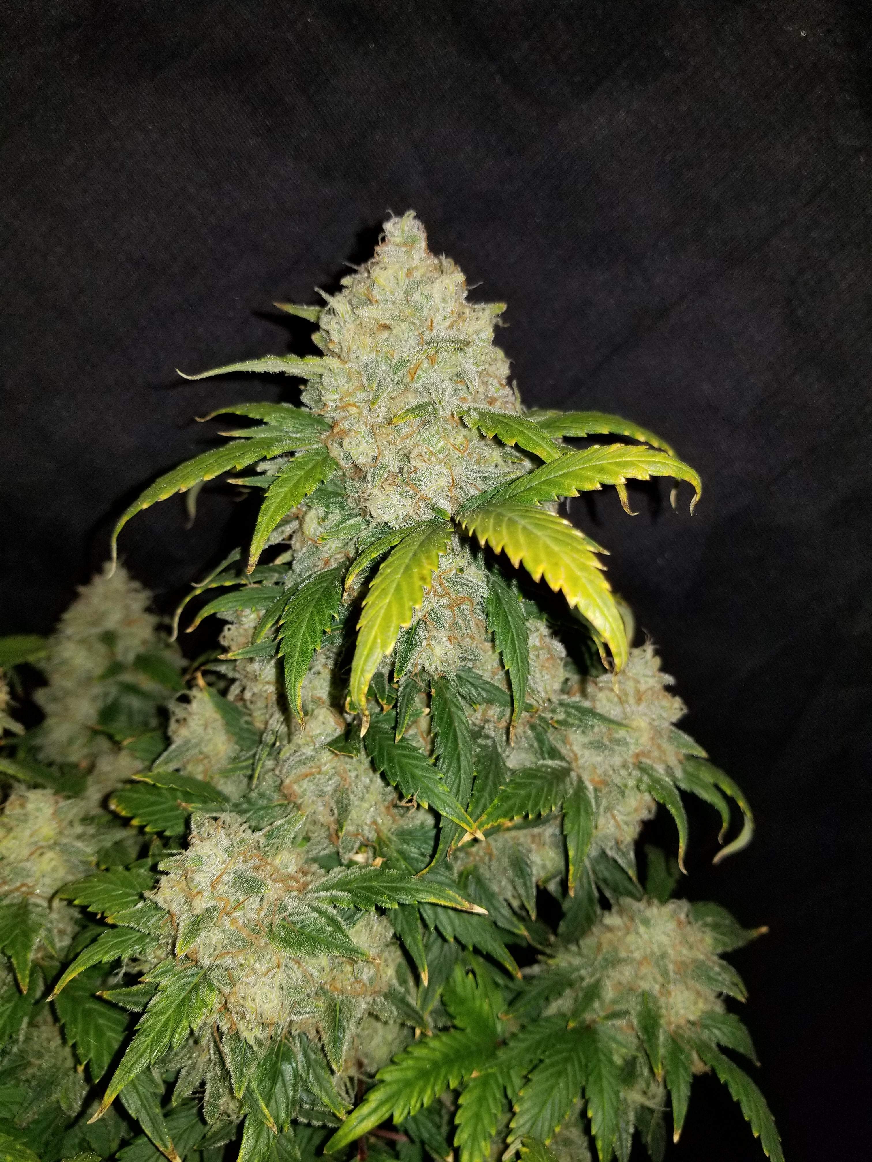 Fast Buds Zkittlez Auto Feminisiert Autoflower
