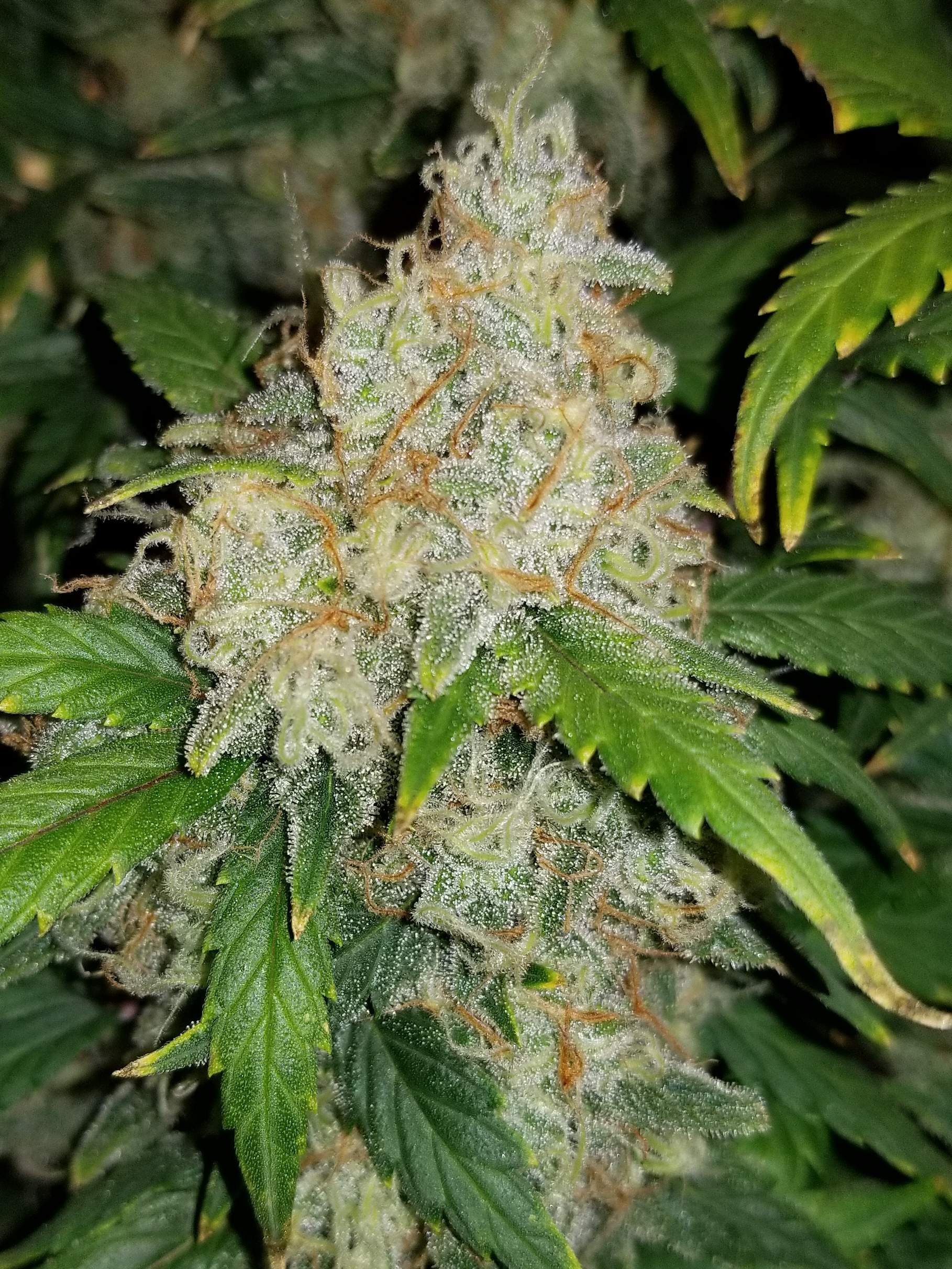 Fast Buds Zkittlez Auto Feminisiert Autoflower
