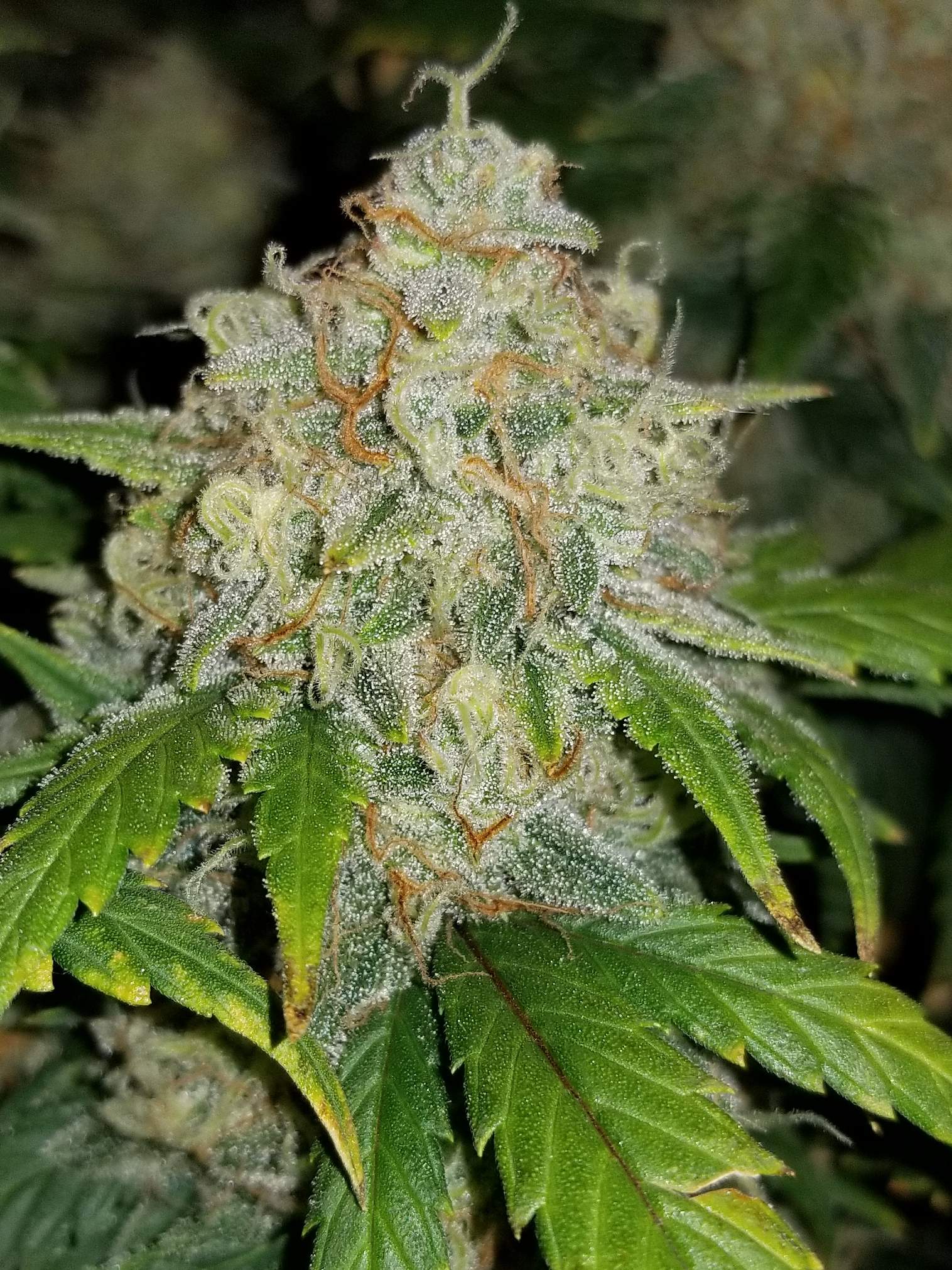 Fast Buds Zkittlez Auto Feminisiert Autoflower