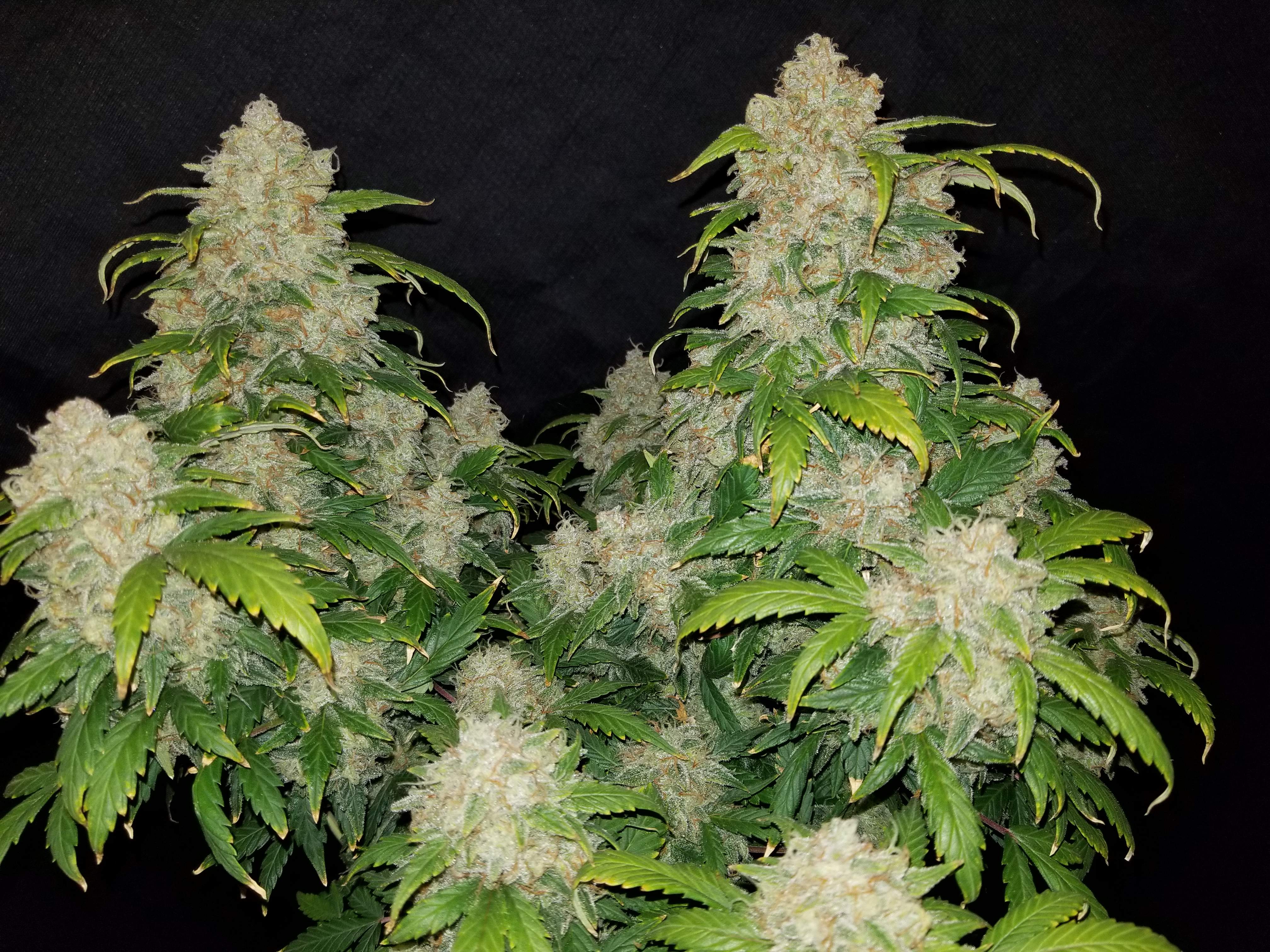 Fast Buds Zkittlez Auto Feminisiert Autoflower