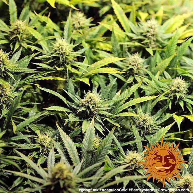 Barney's Farm Acapulco Gold, feminisiert
