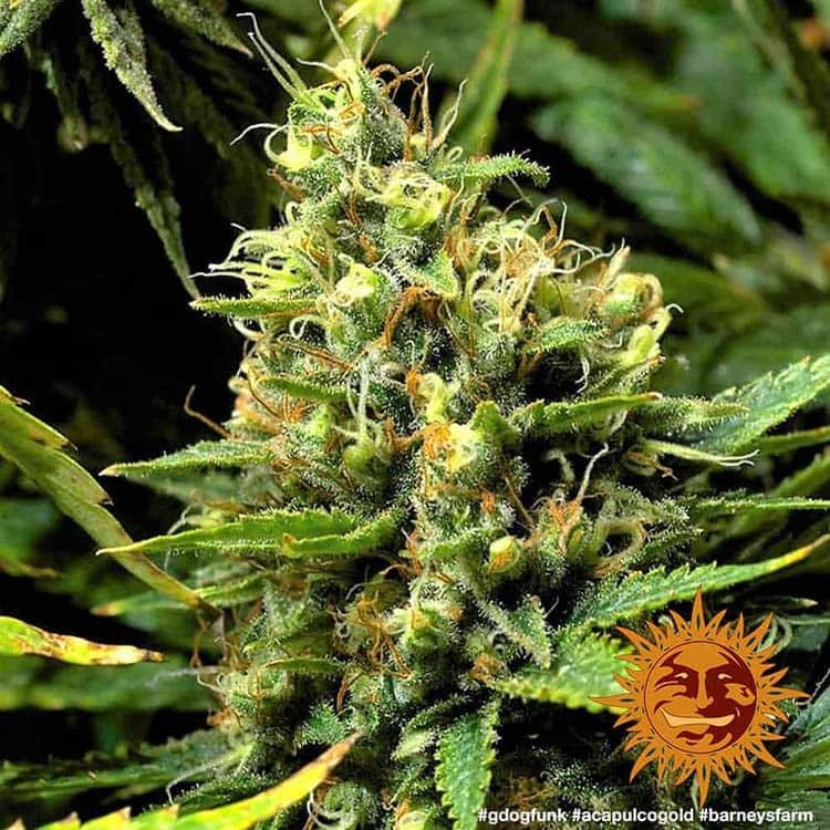 Barney's Farm Acapulco Gold, feminisiert
