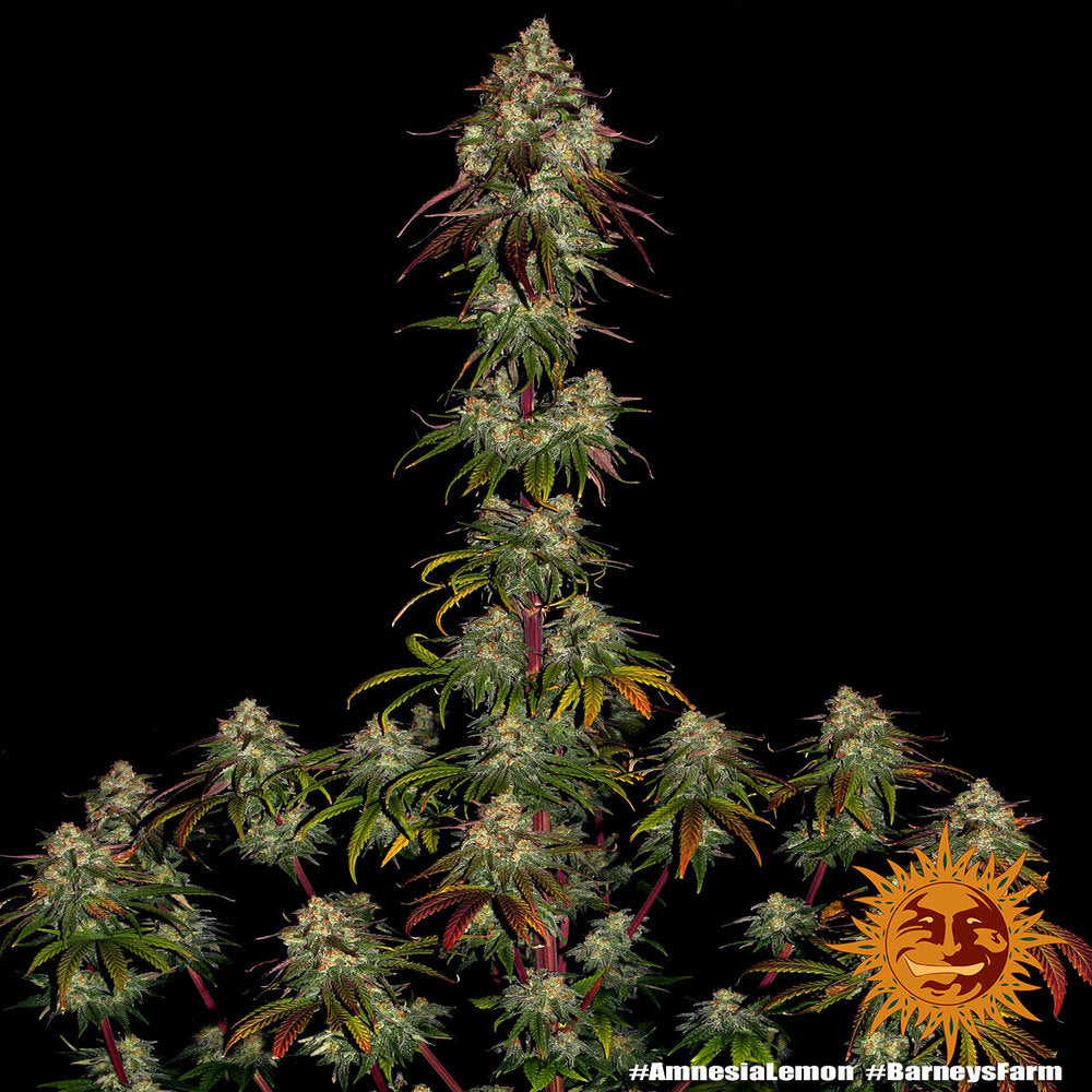 Barney's Farm Amnesia Lemon, feminisiert