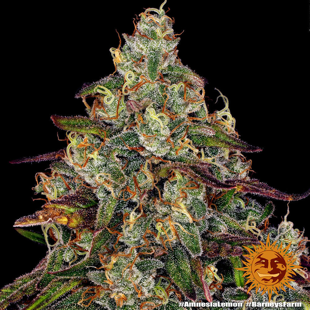 Barney's Farm Amnesia Lemon, feminisiert