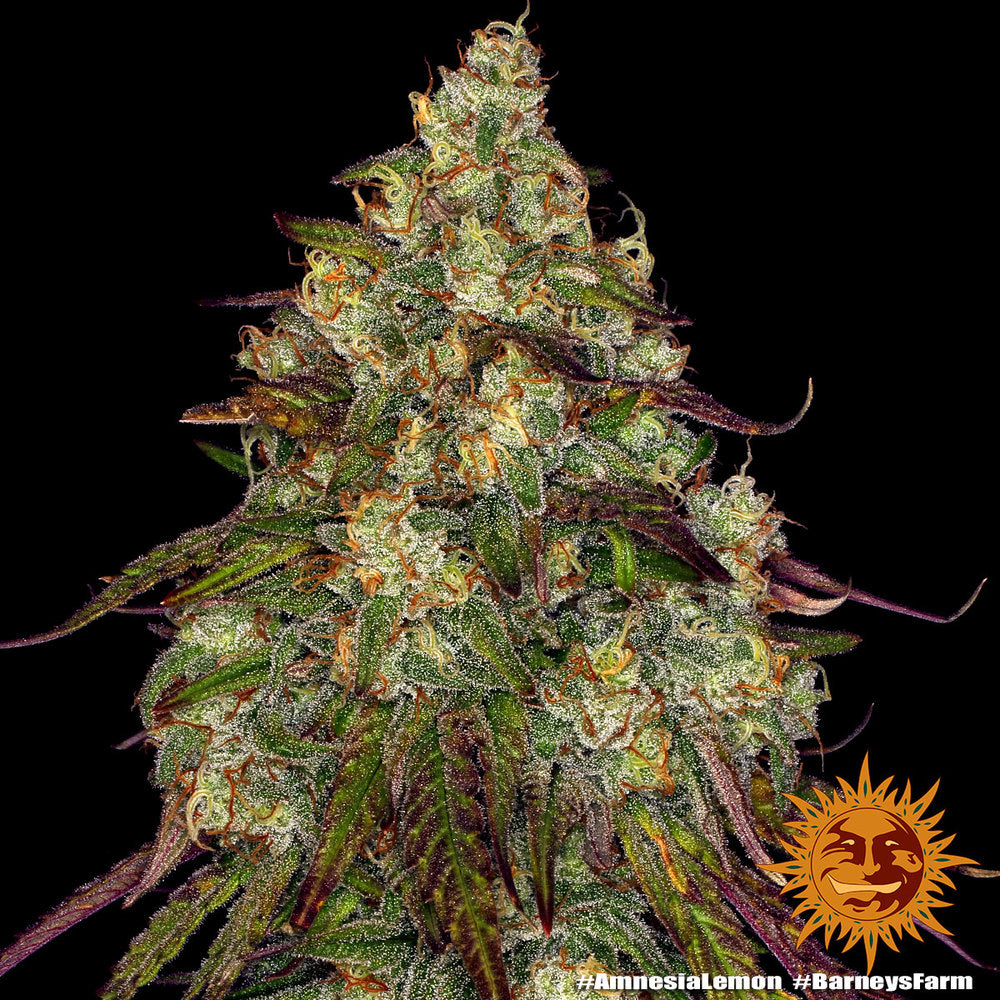 Barney's Farm Amnesia Lemon, feminisiert