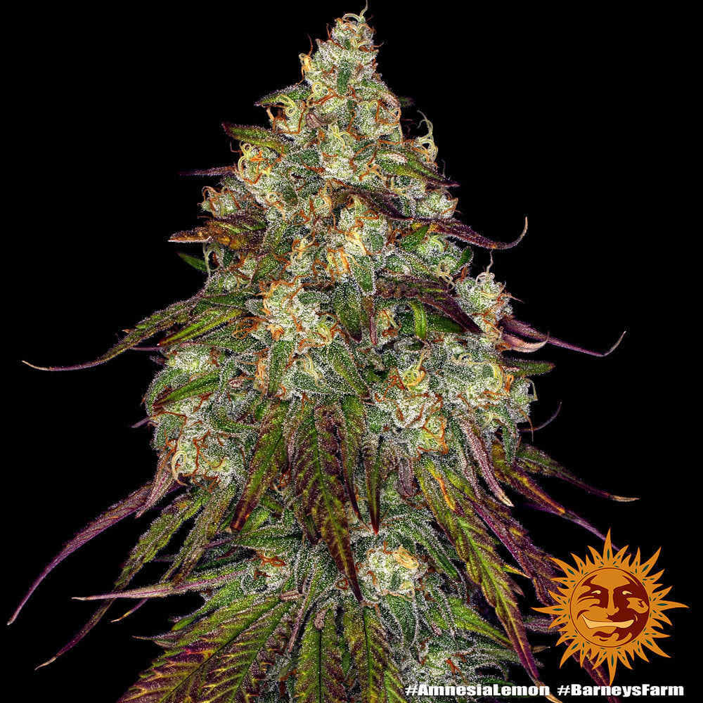 Barney's Farm Amnesia Lemon, feminisiert