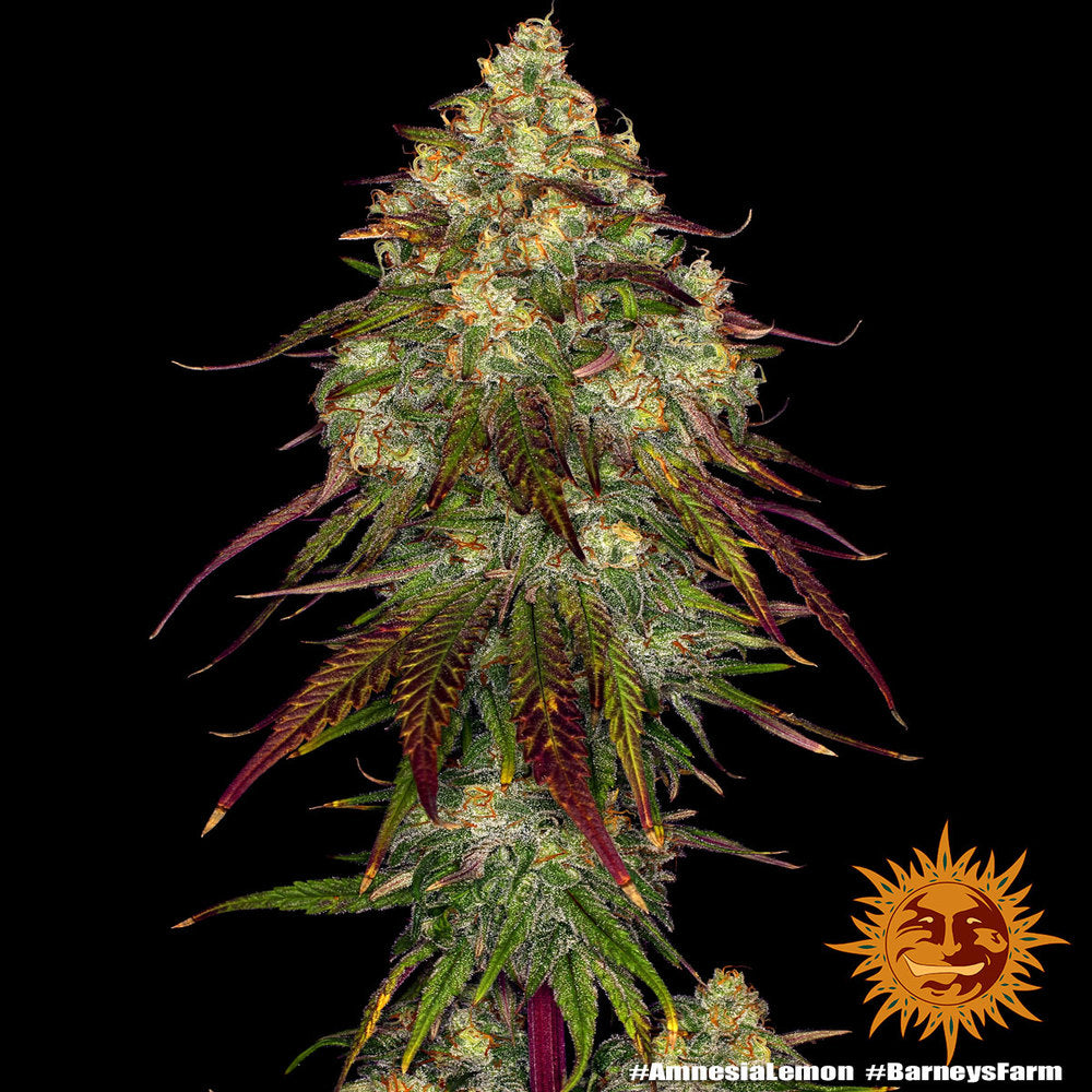 Barney's Farm Amnesia Lemon, feminisiert