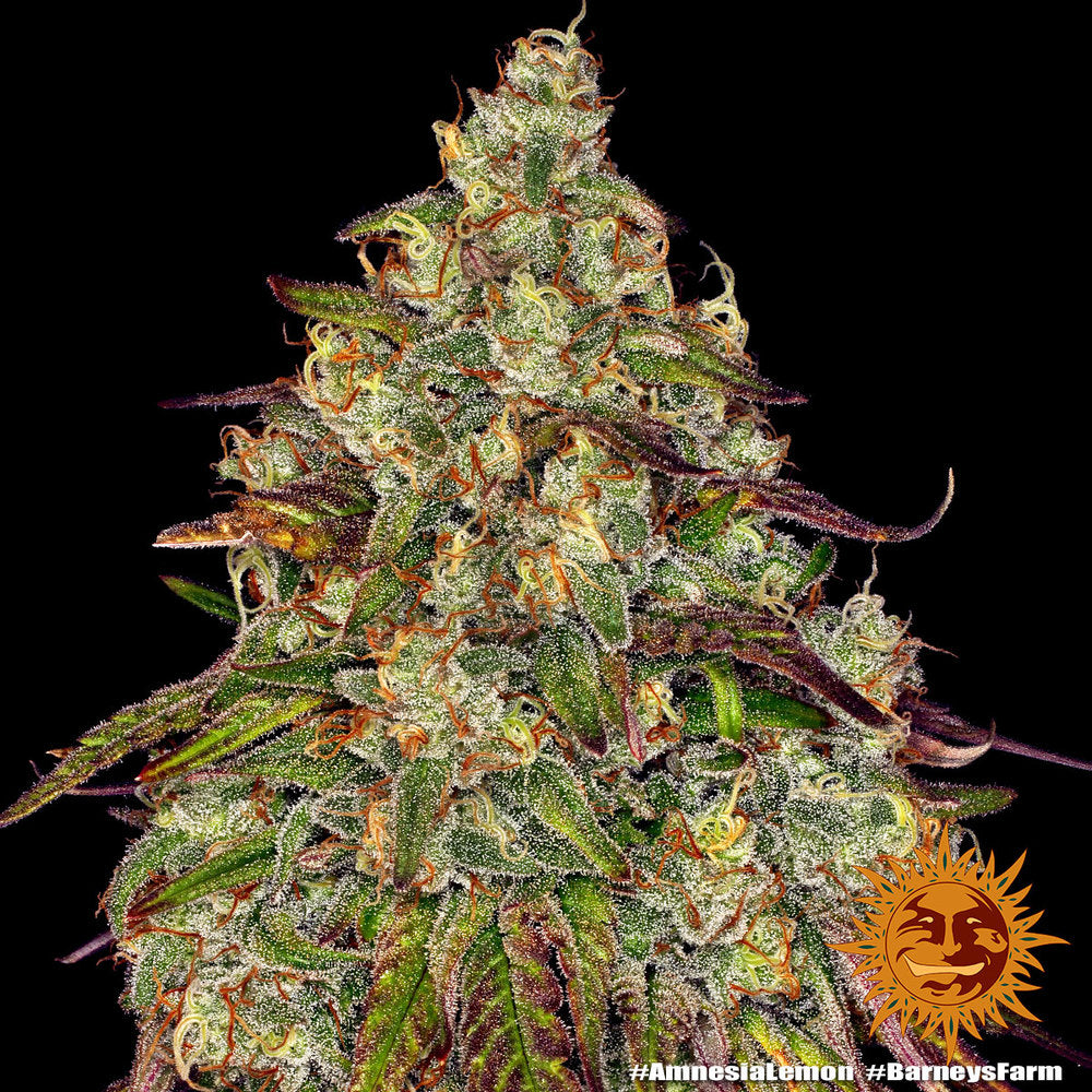 Barney's Farm Amnesia Lemon, feminisiert