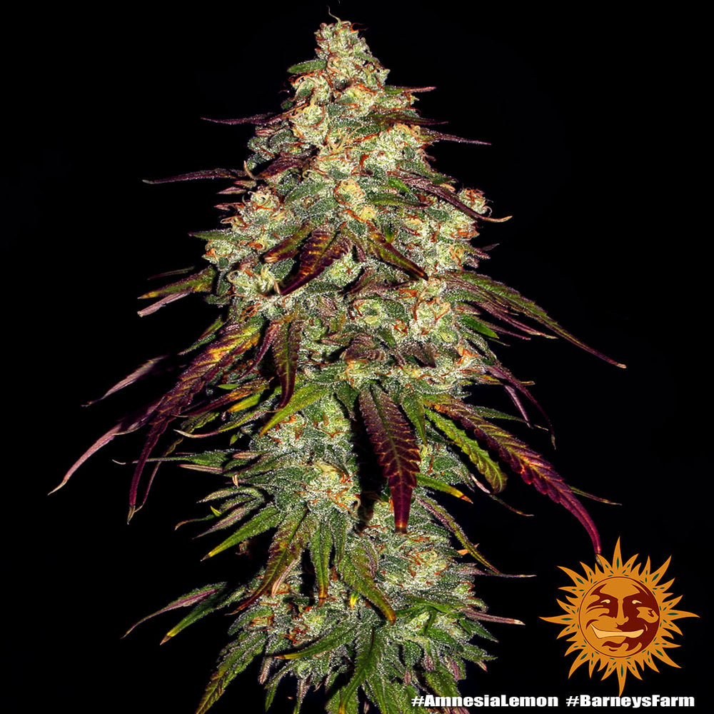 Barney's Farm Amnesia Lemon, feminisiert
