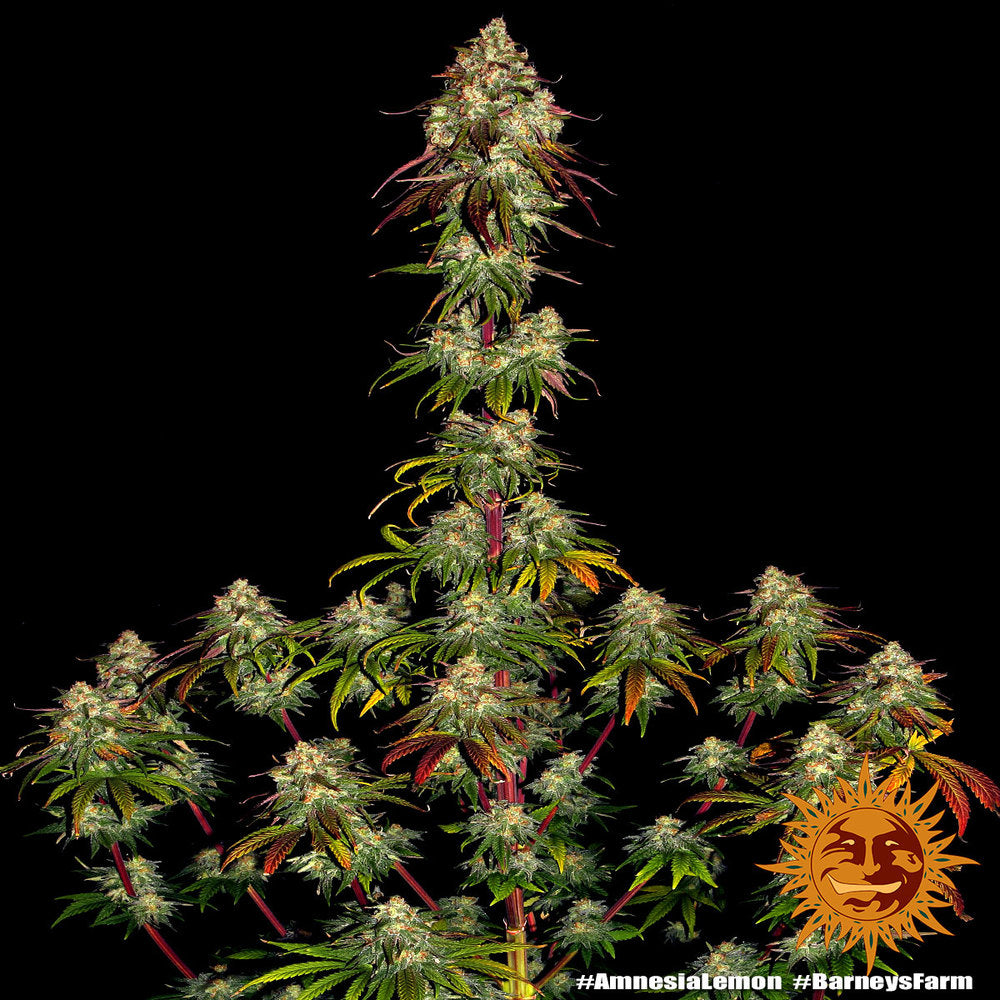 Barney's Farm Amnesia Lemon, feminisiert