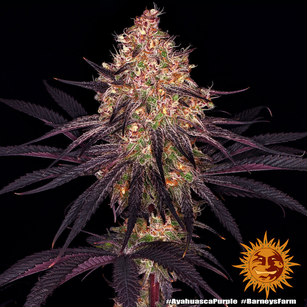 Barney's Farm Ayahuasca Purple, feminisiert