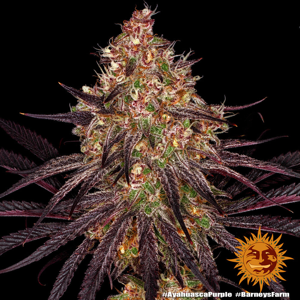 Barney's Farm Ayahuasca Purple, feminisiert