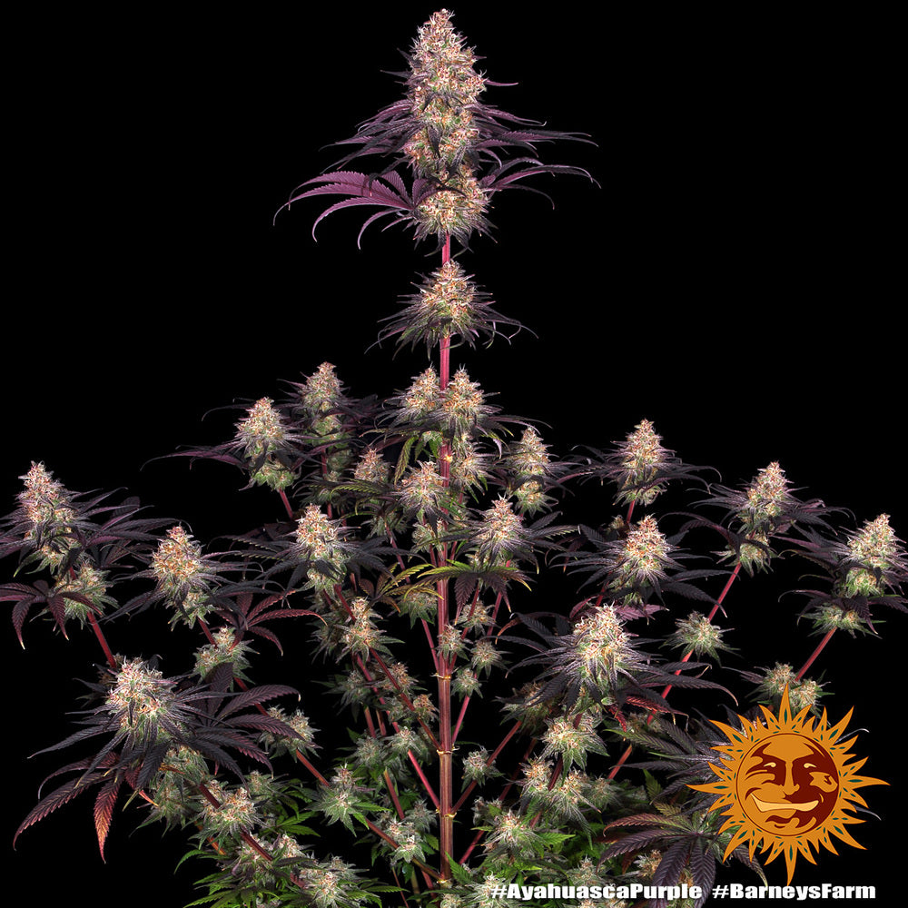 Barney's Farm Ayahuasca Purple, feminisiert