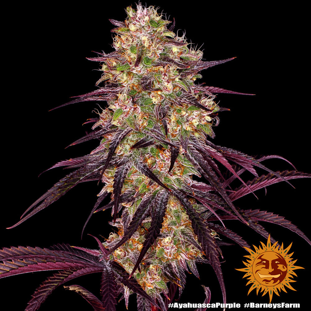 Barney's Farm Ayahuasca Purple, feminisiert