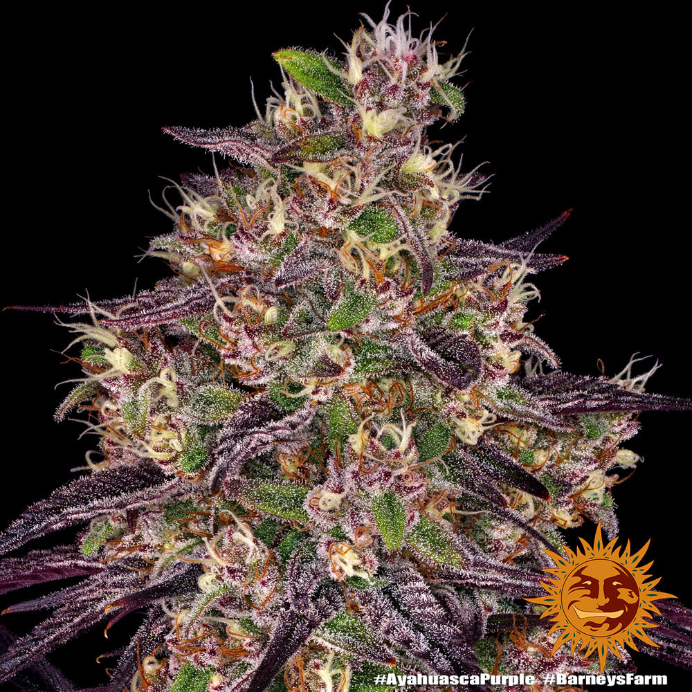 Barney's Farm Ayahuasca Purple, feminisiert