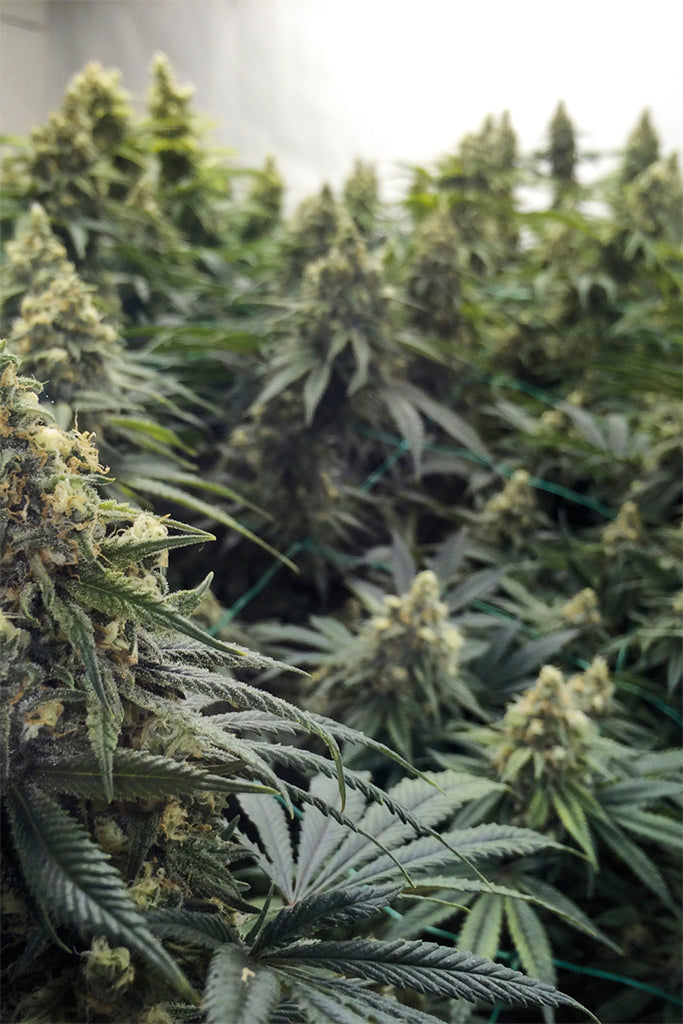 Humboldt Seeds Desert Diesel Feminisiert