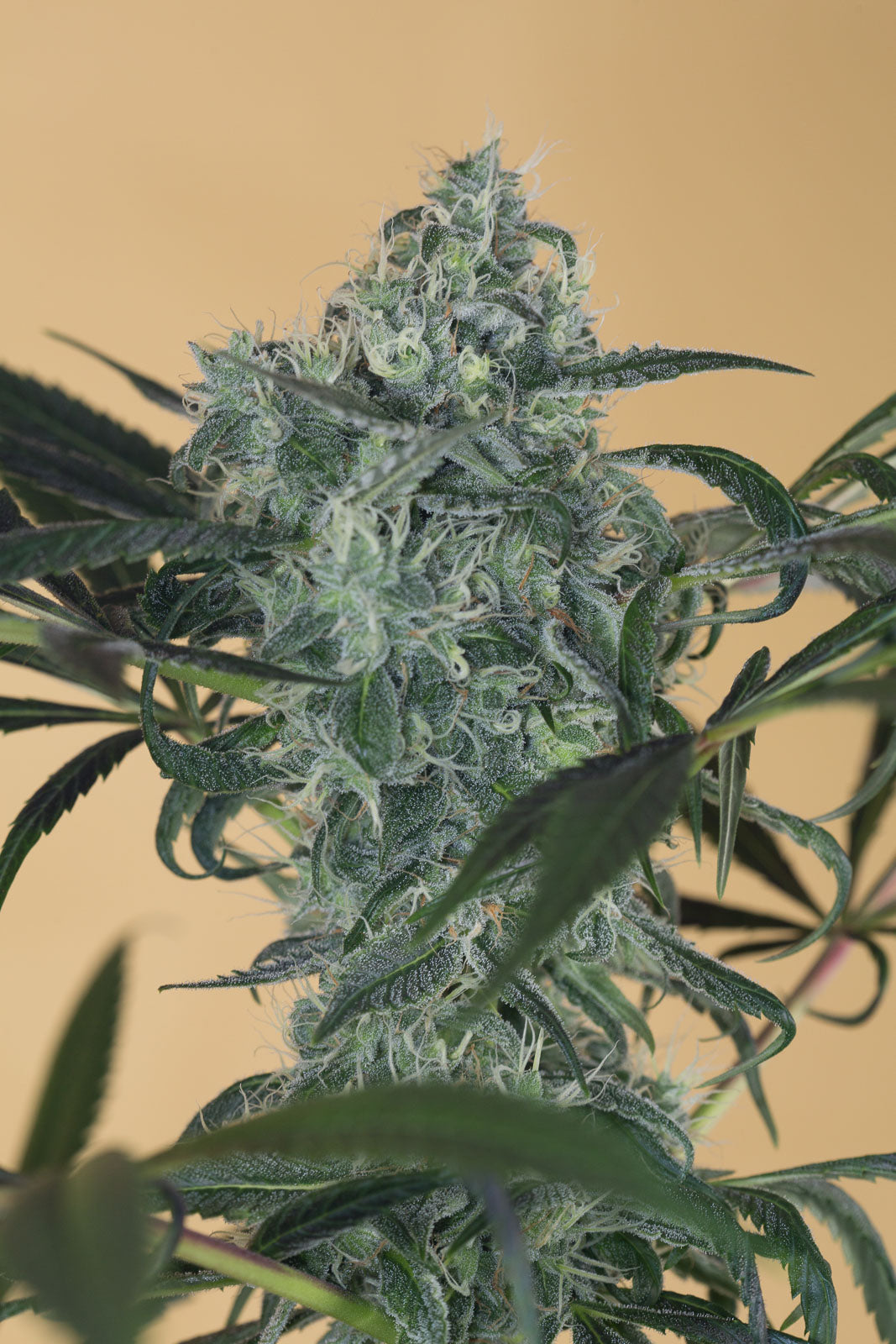 Humboldt Seeds Green Crack CBD feminisiert