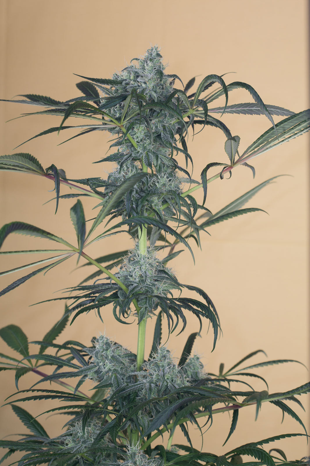 Humboldt Seeds Green Crack CBD feminisiert