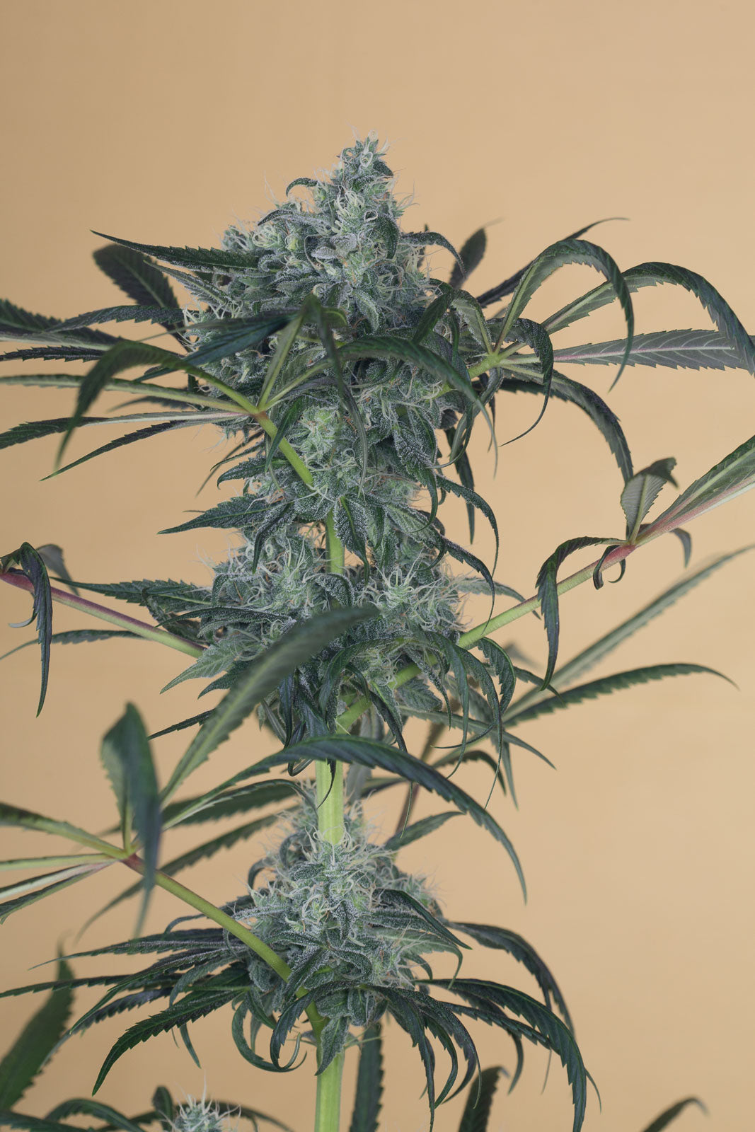 Humboldt Seeds Green Crack CBD feminisiert