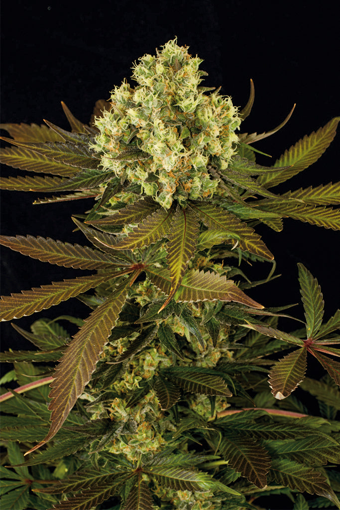 Humboldt Seeds Sour Blueberry Regular